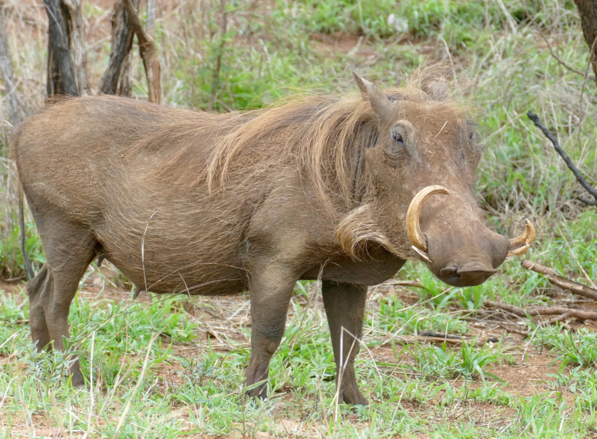 Common Warthog