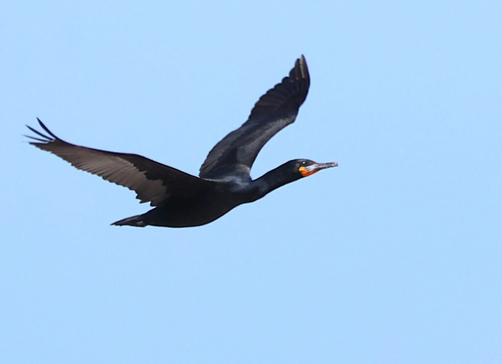 Cape Cormorant