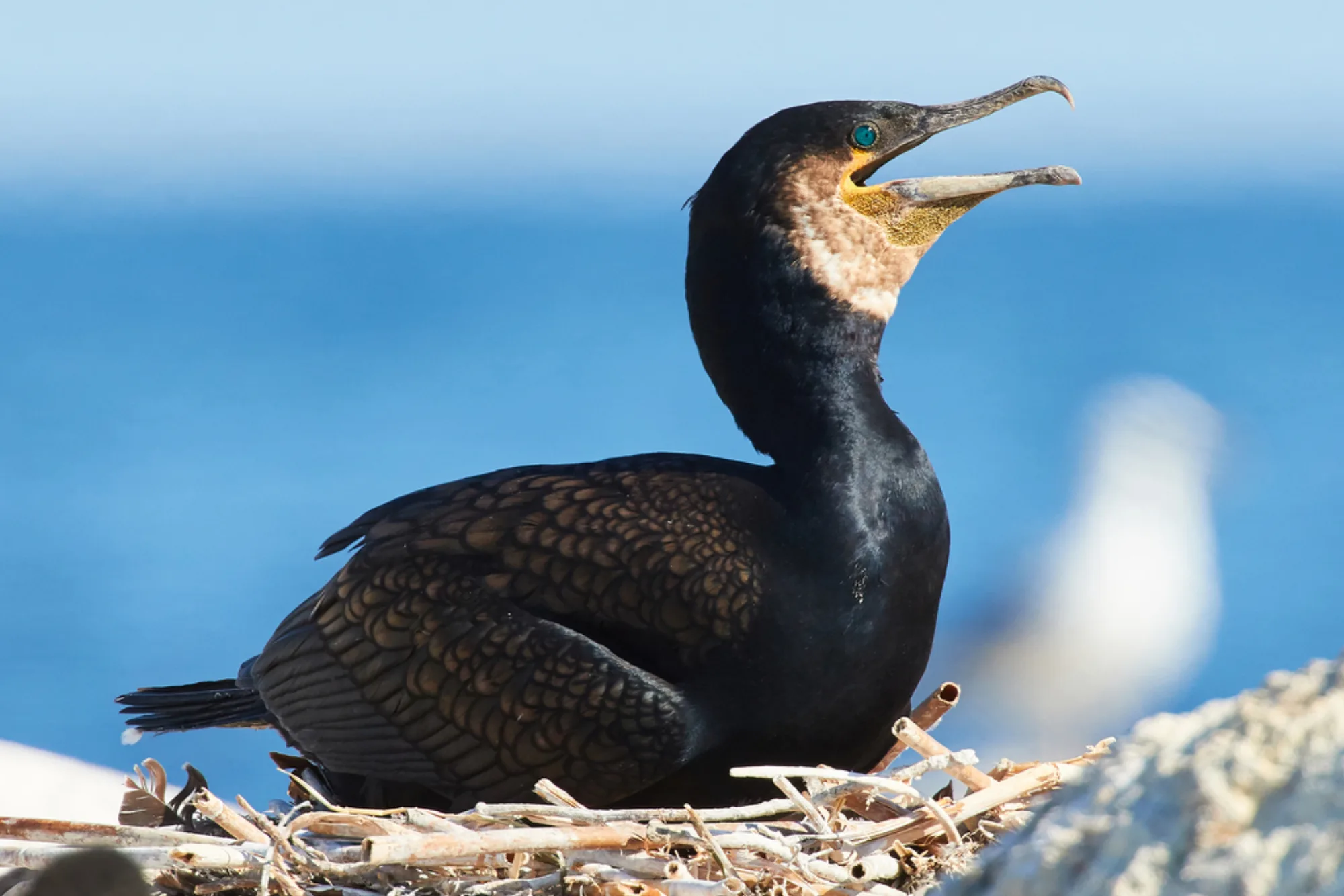 Great Cormorant