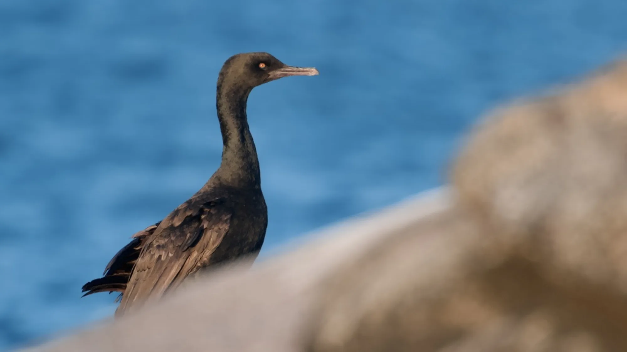 Bank Cormorant