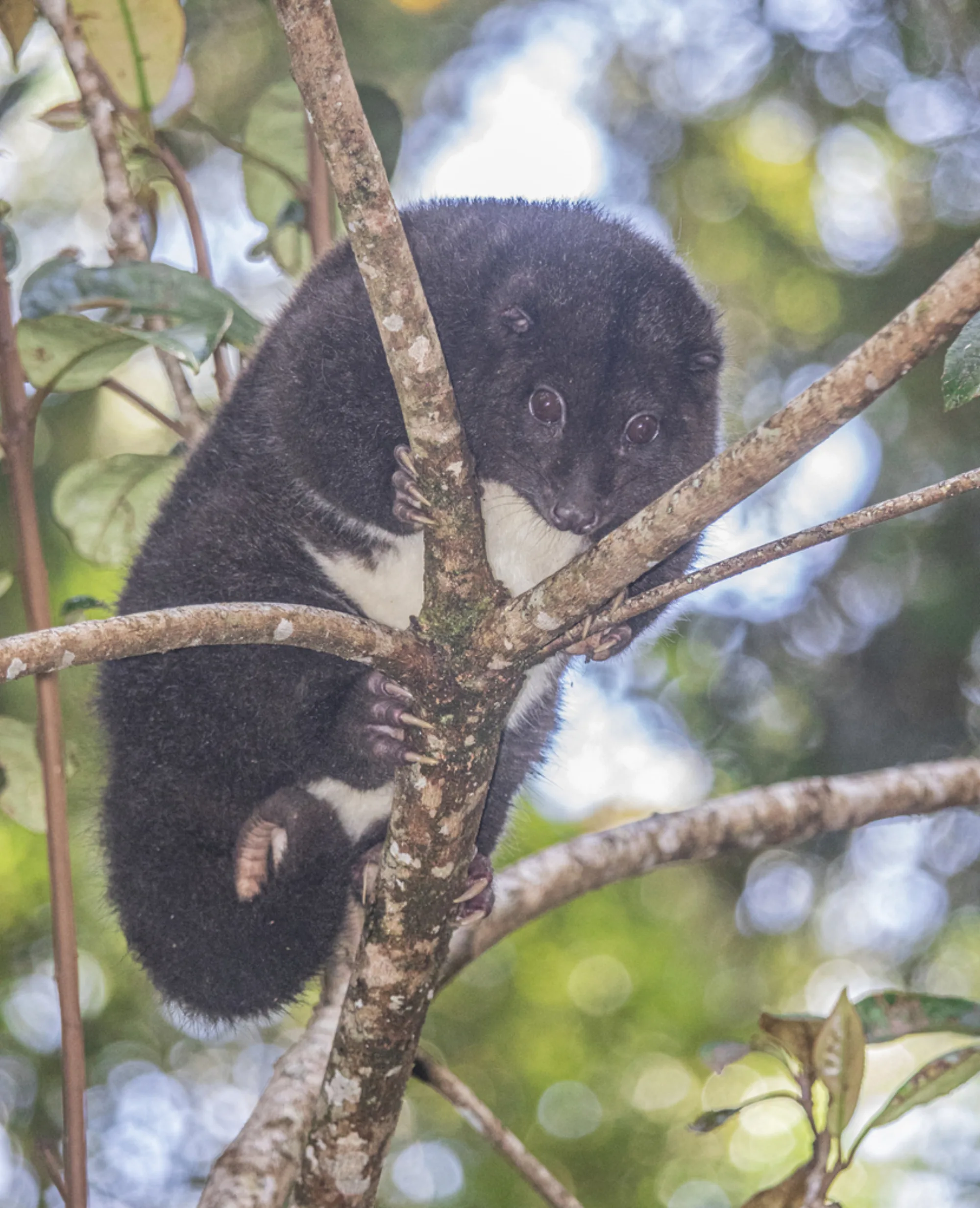Mountain Cuscus