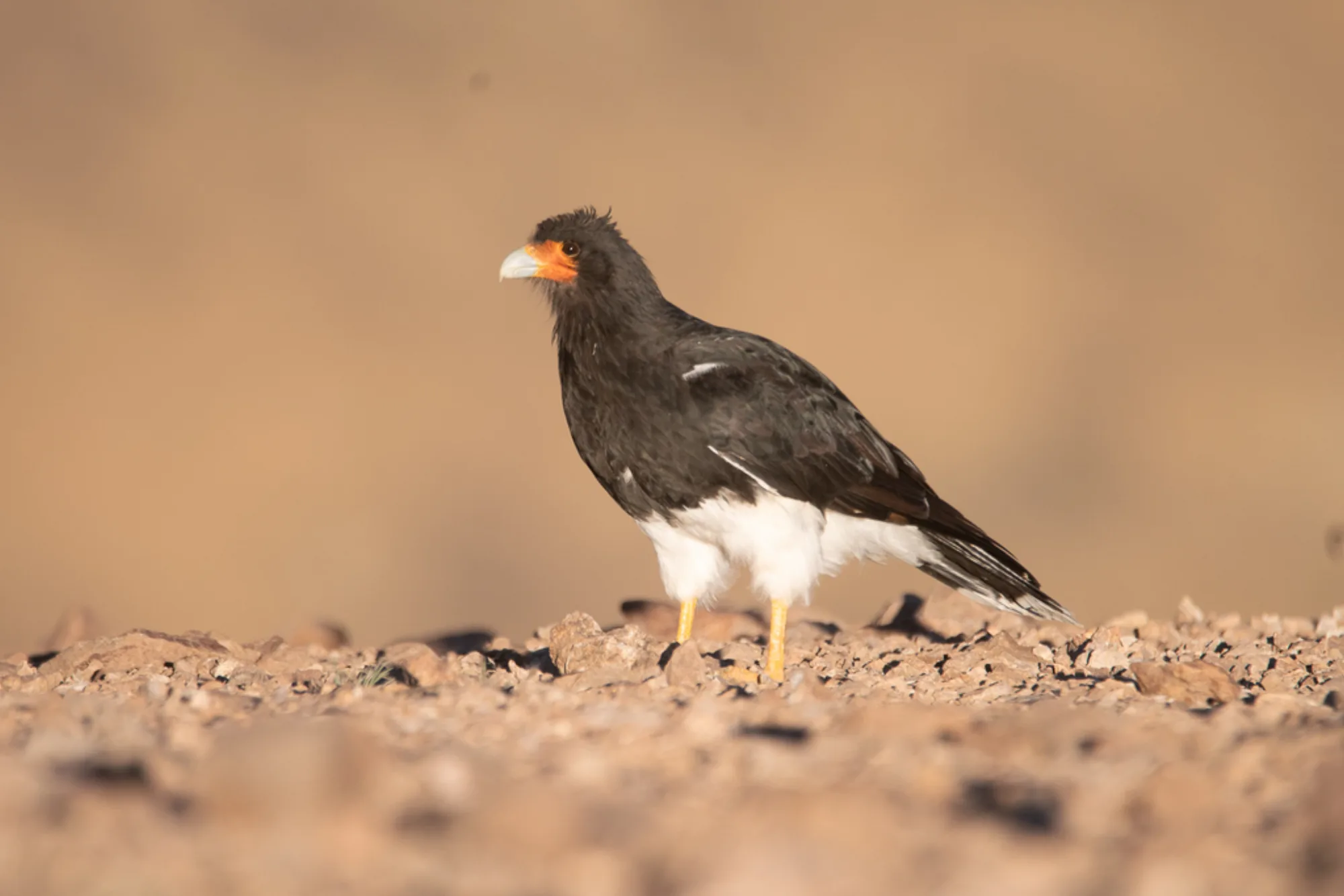 Mountain Caracara