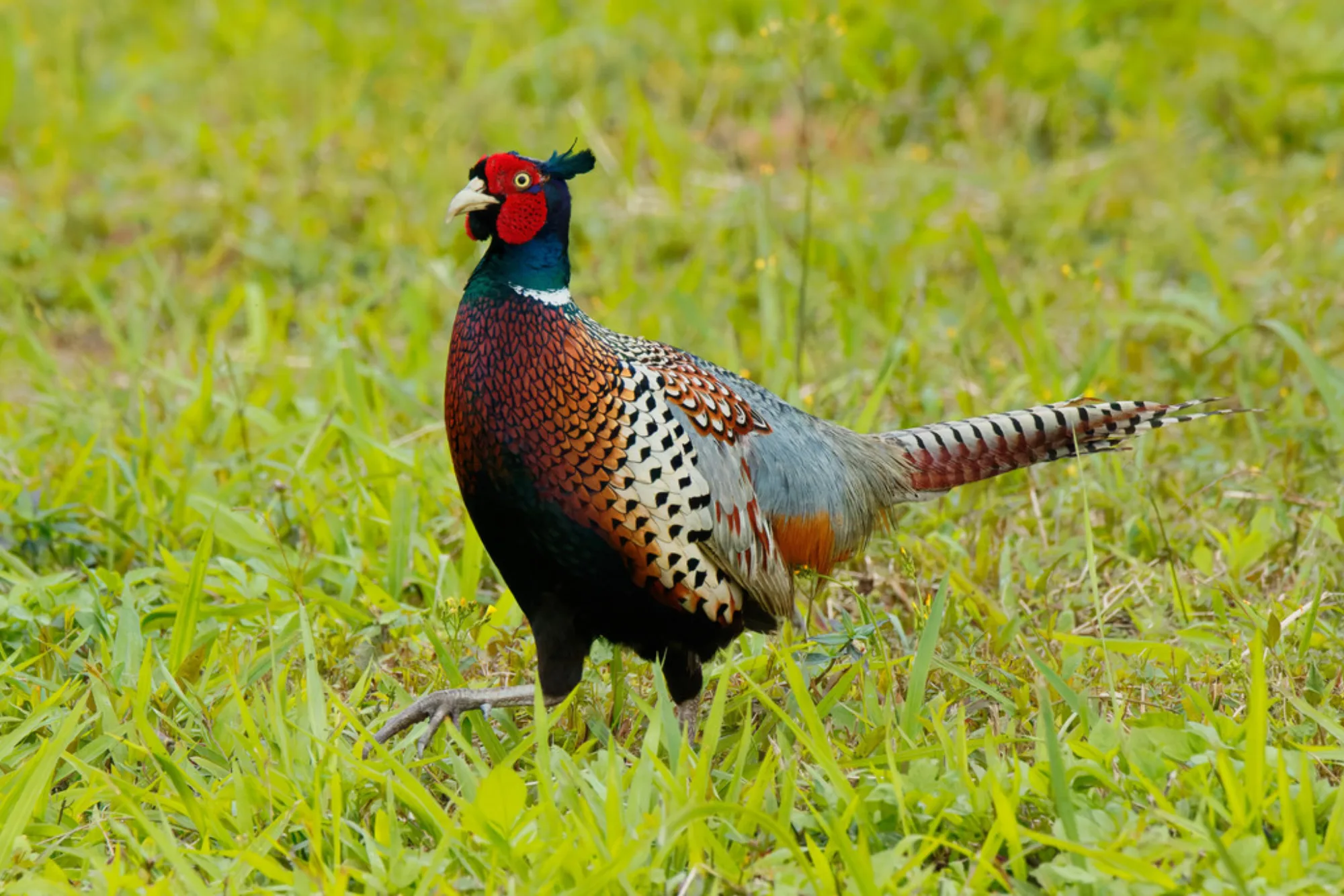 Common Pheasant