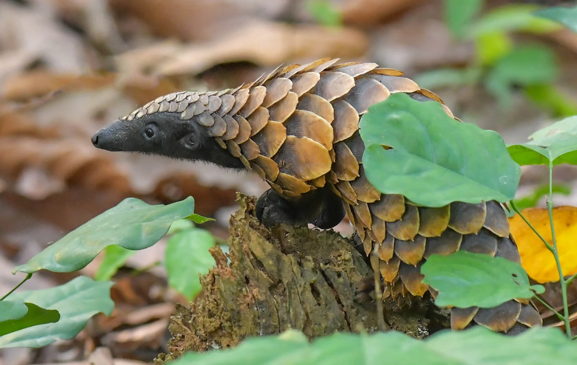 Black-bellied Pangolin