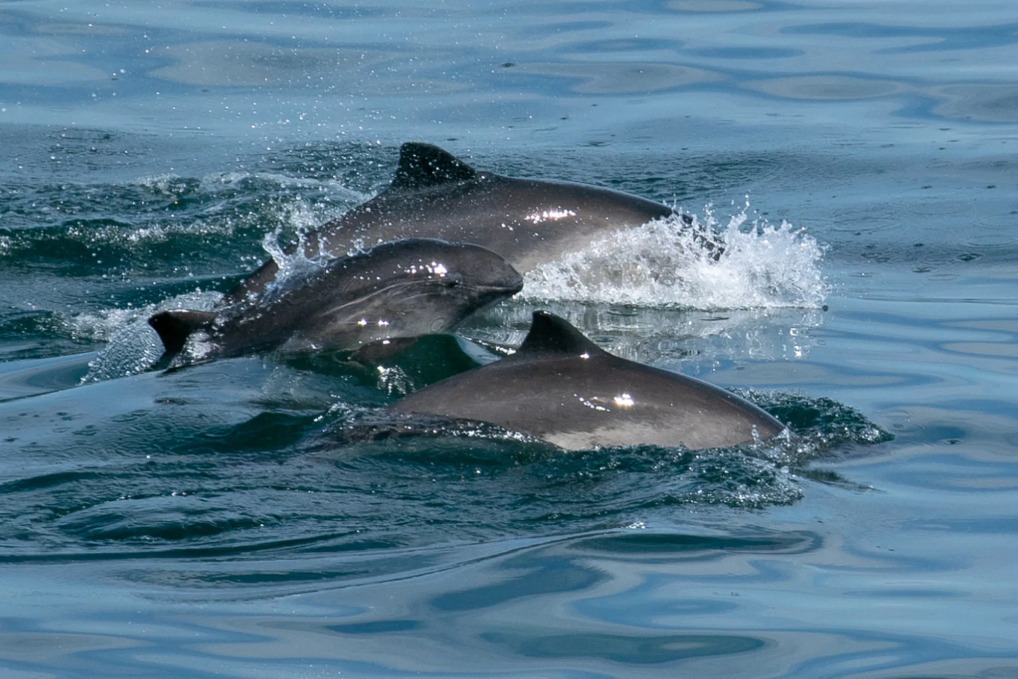 Common Porpoise