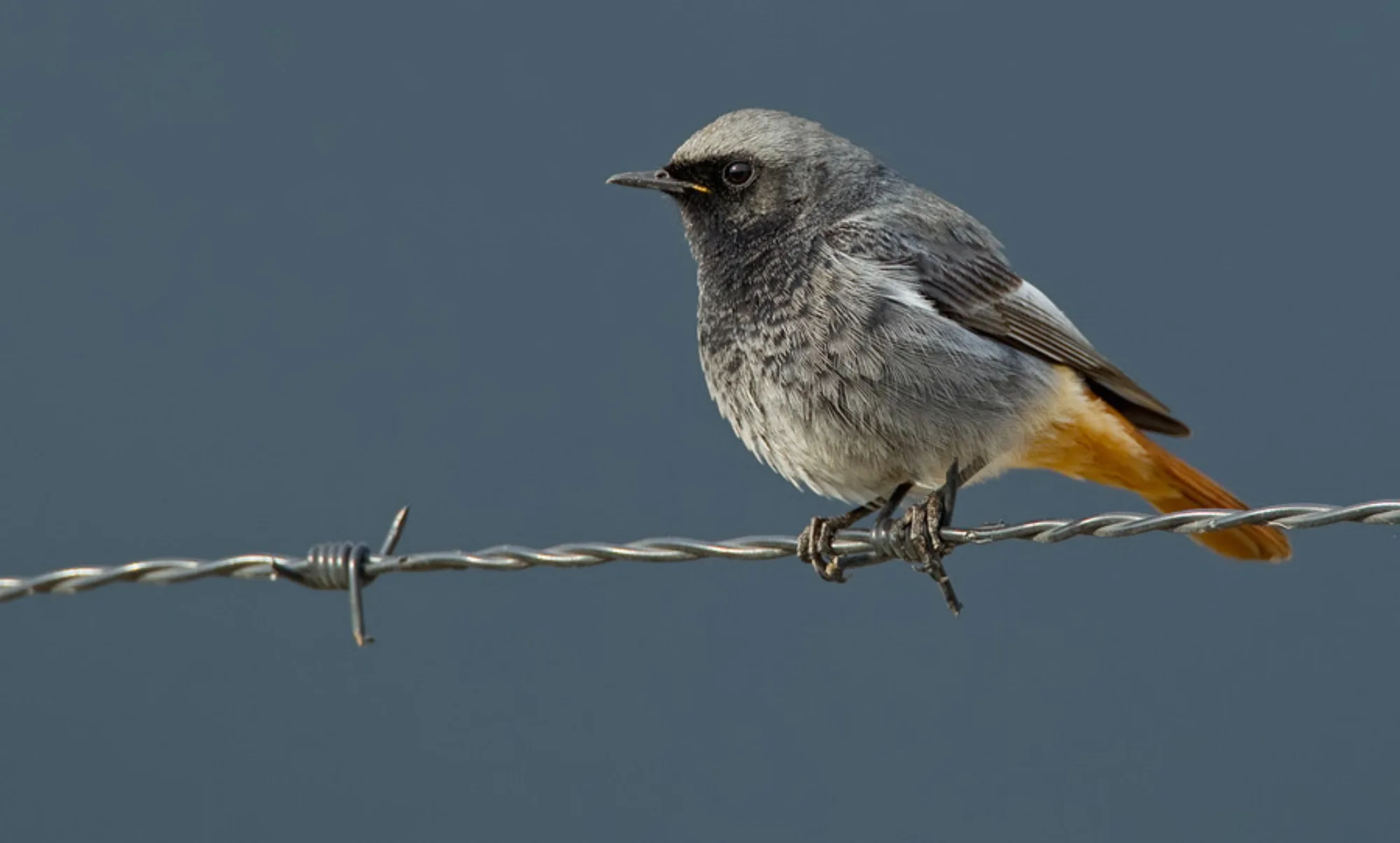 Black Redstart