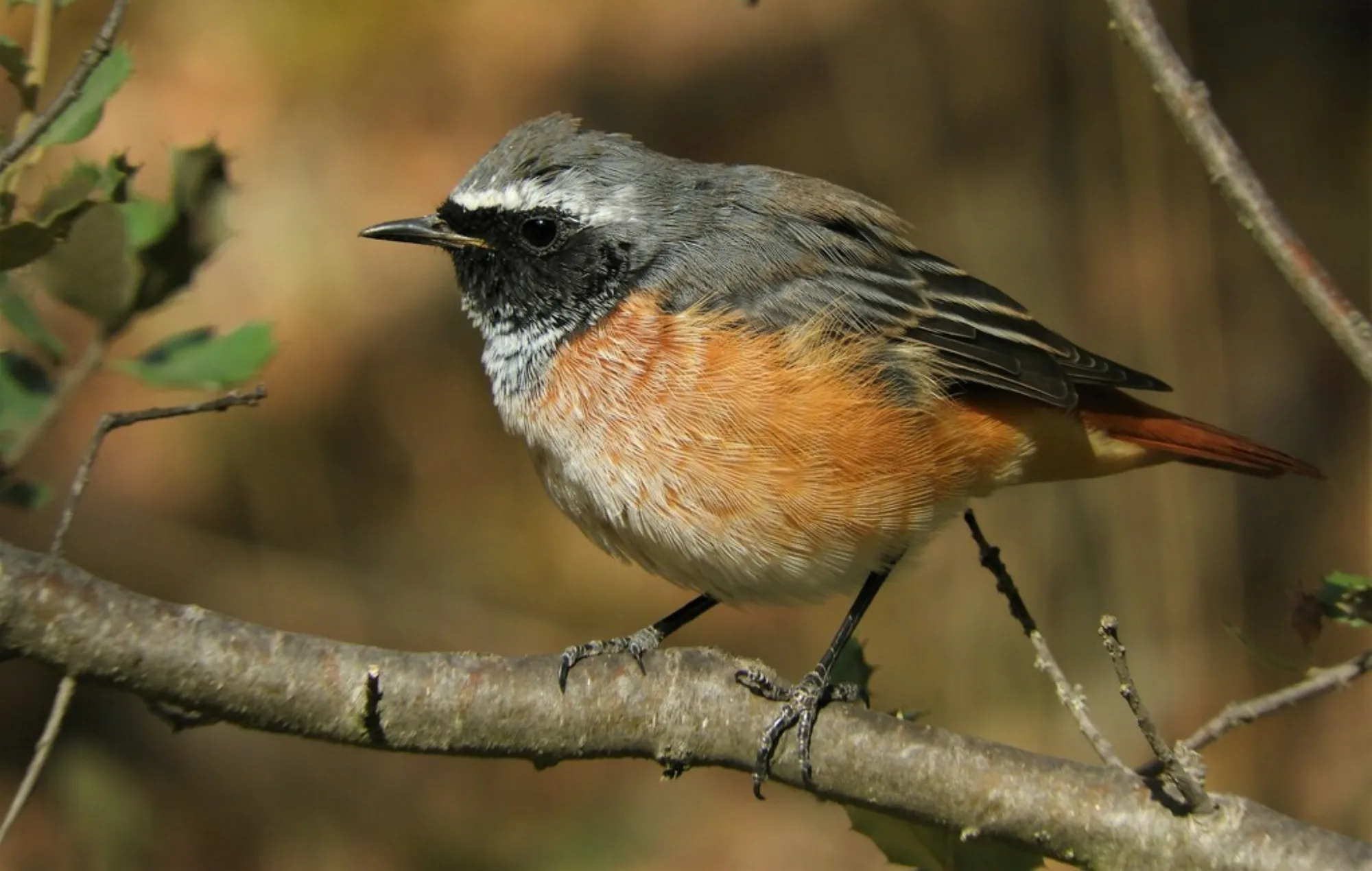 Common Redstart