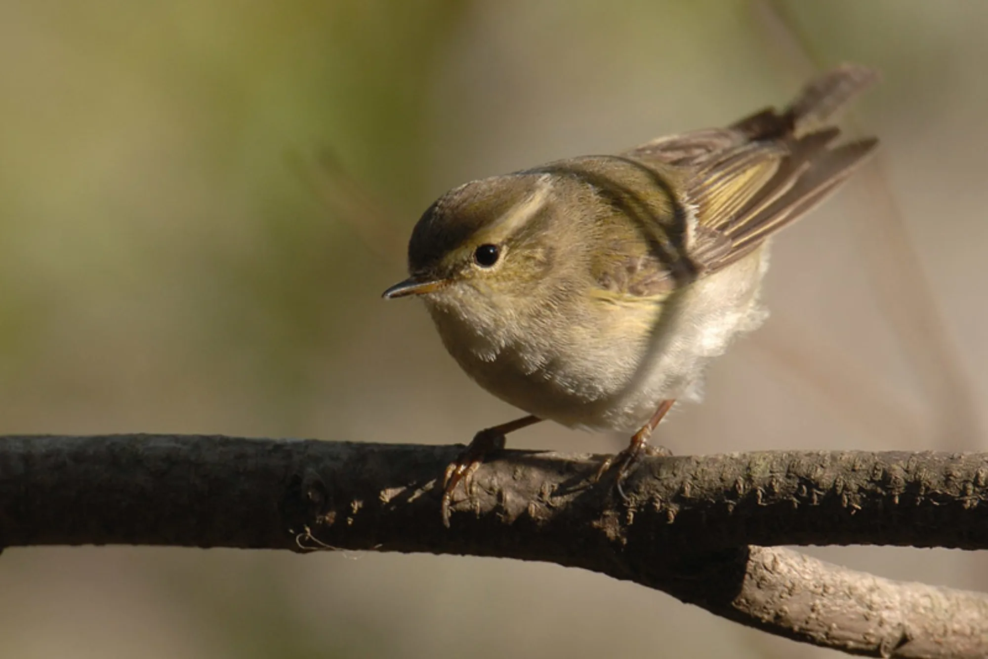 Yellow-browed Warbler