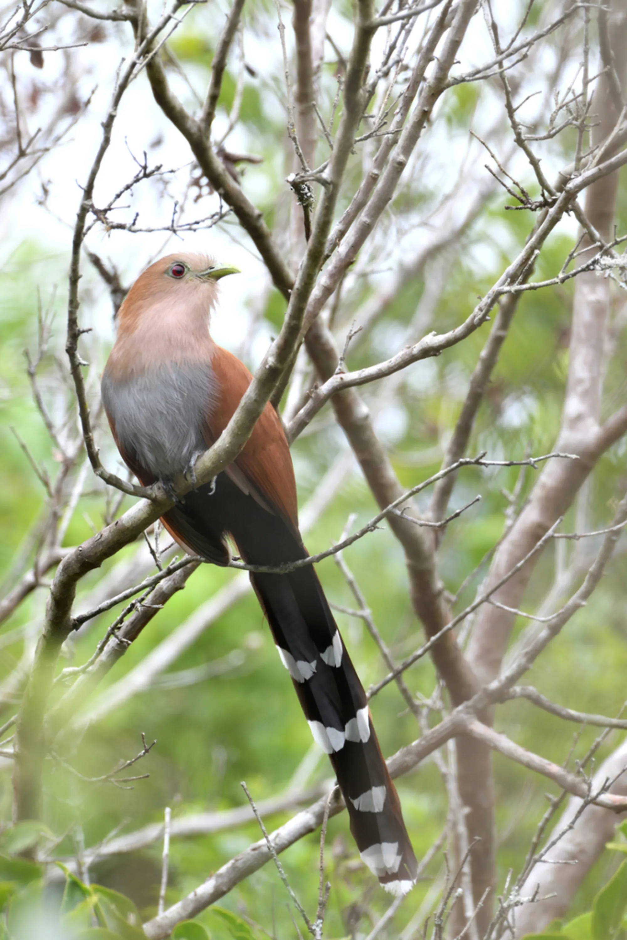Squirrel Cuckoo