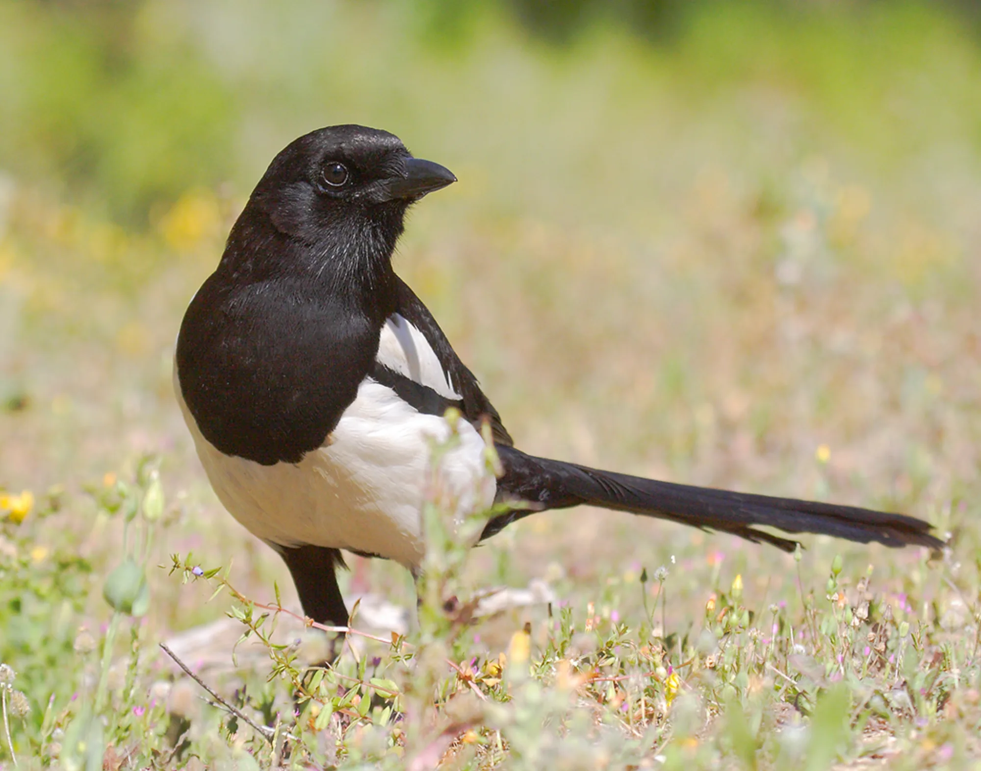 Eurasian Magpie