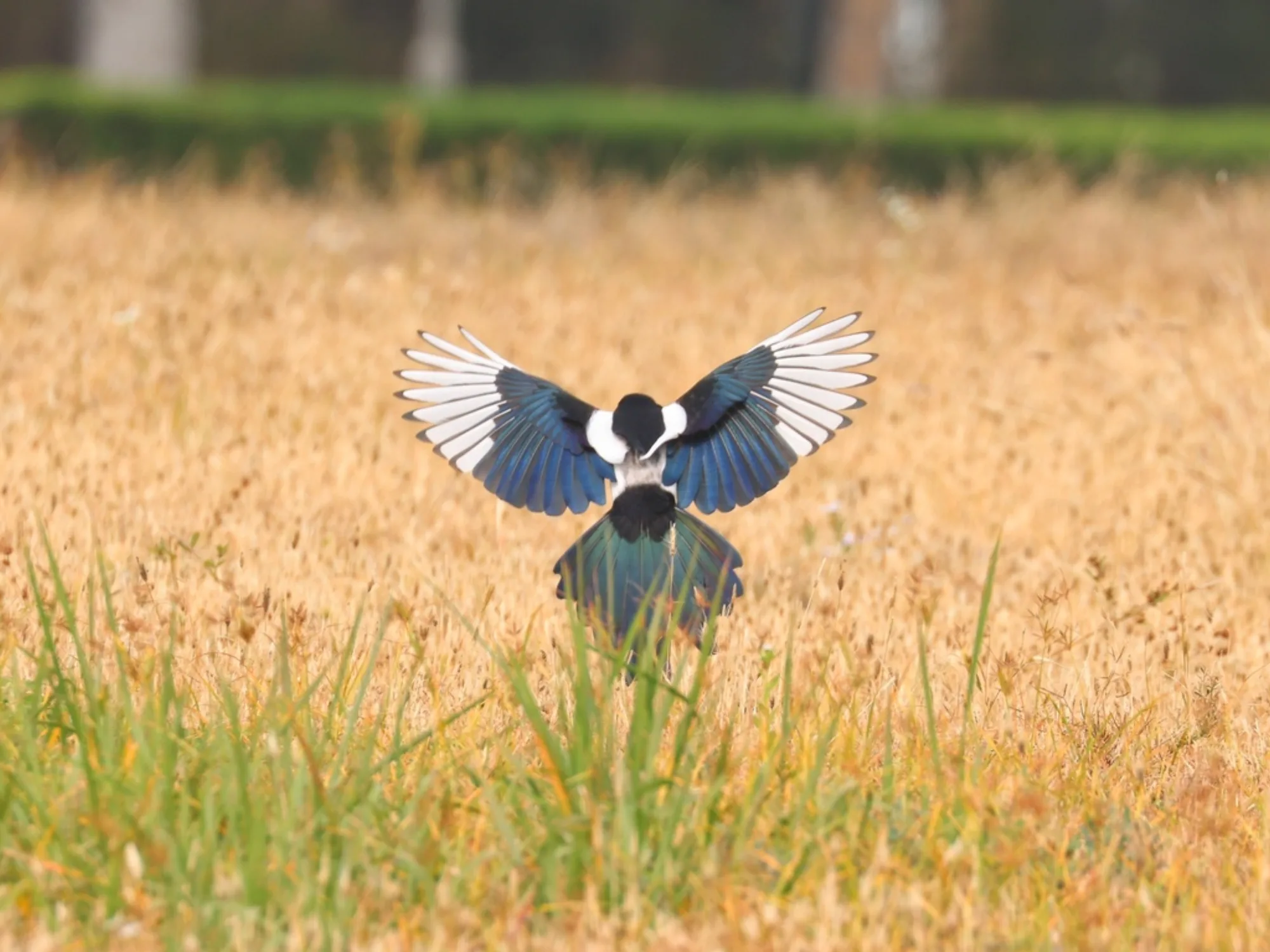 Oriental Magpie