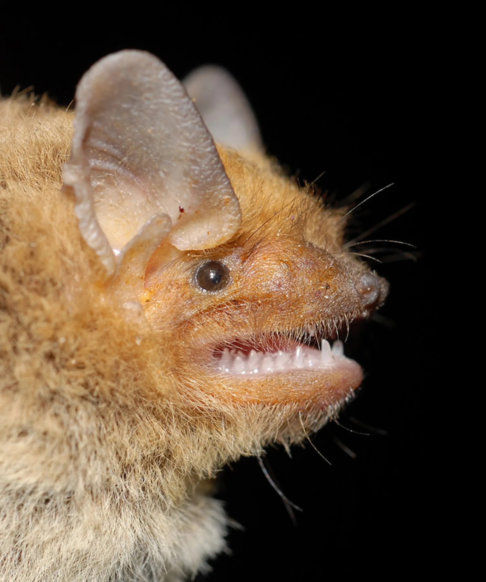 Kuhl's Pipistrelle