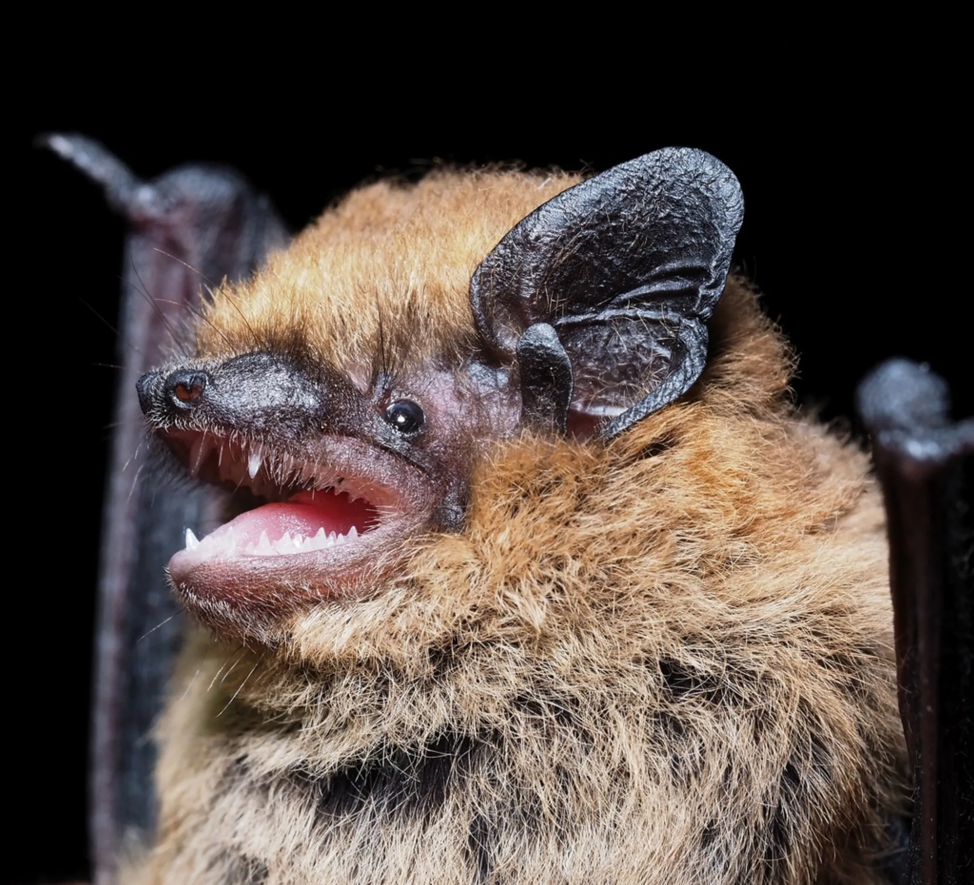 Common Pipistrelle
