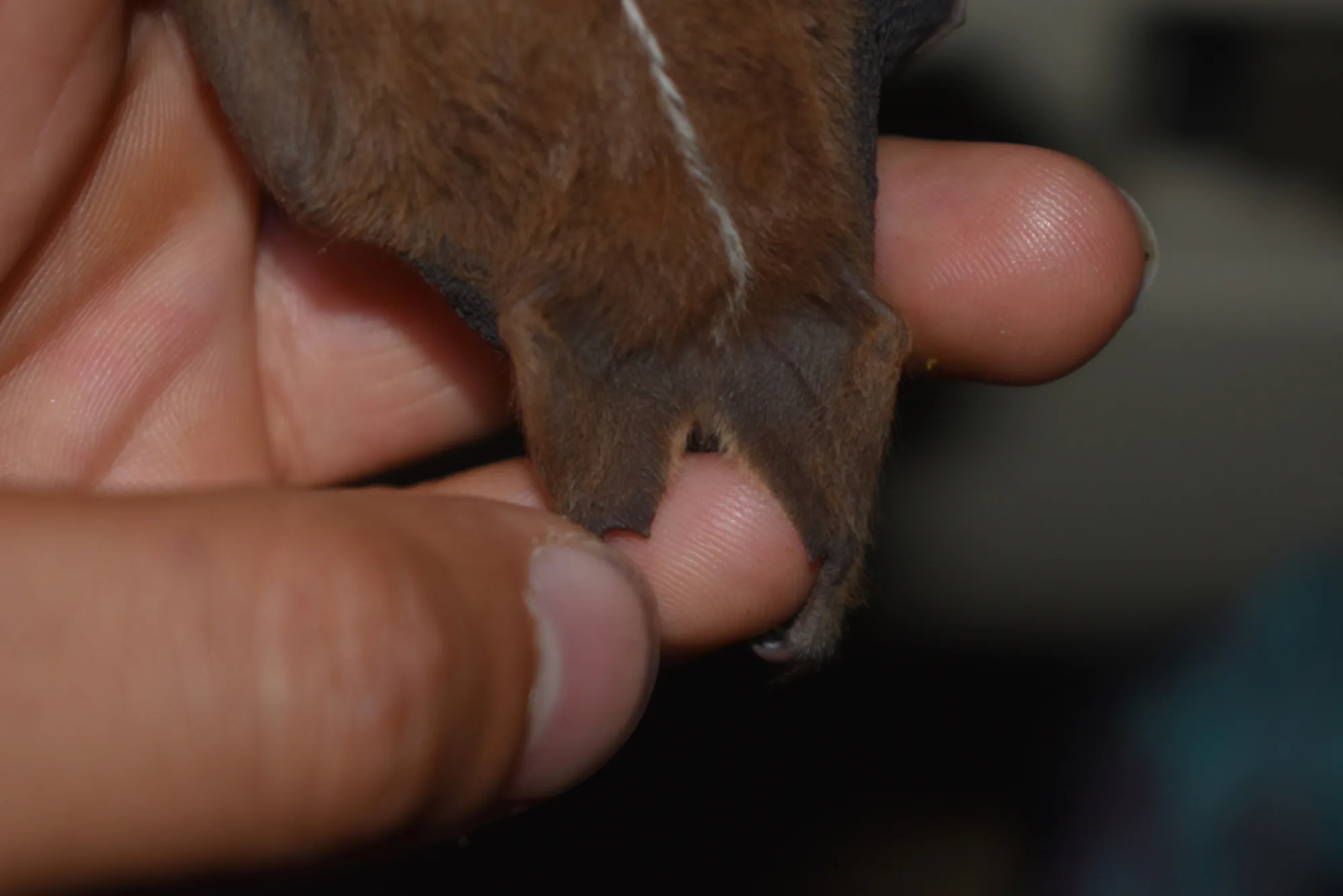 Heller's Broad-nosed Bat