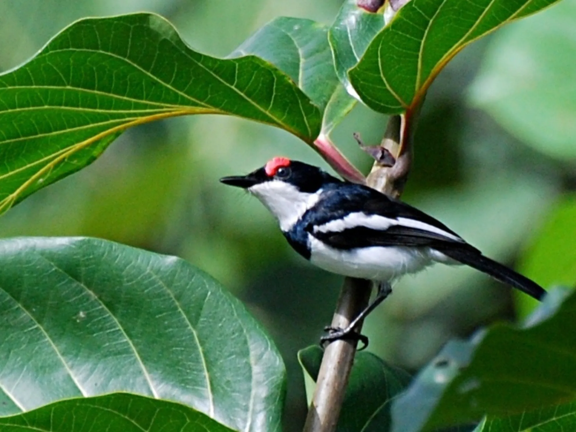 Brown-throated Wattle-eye