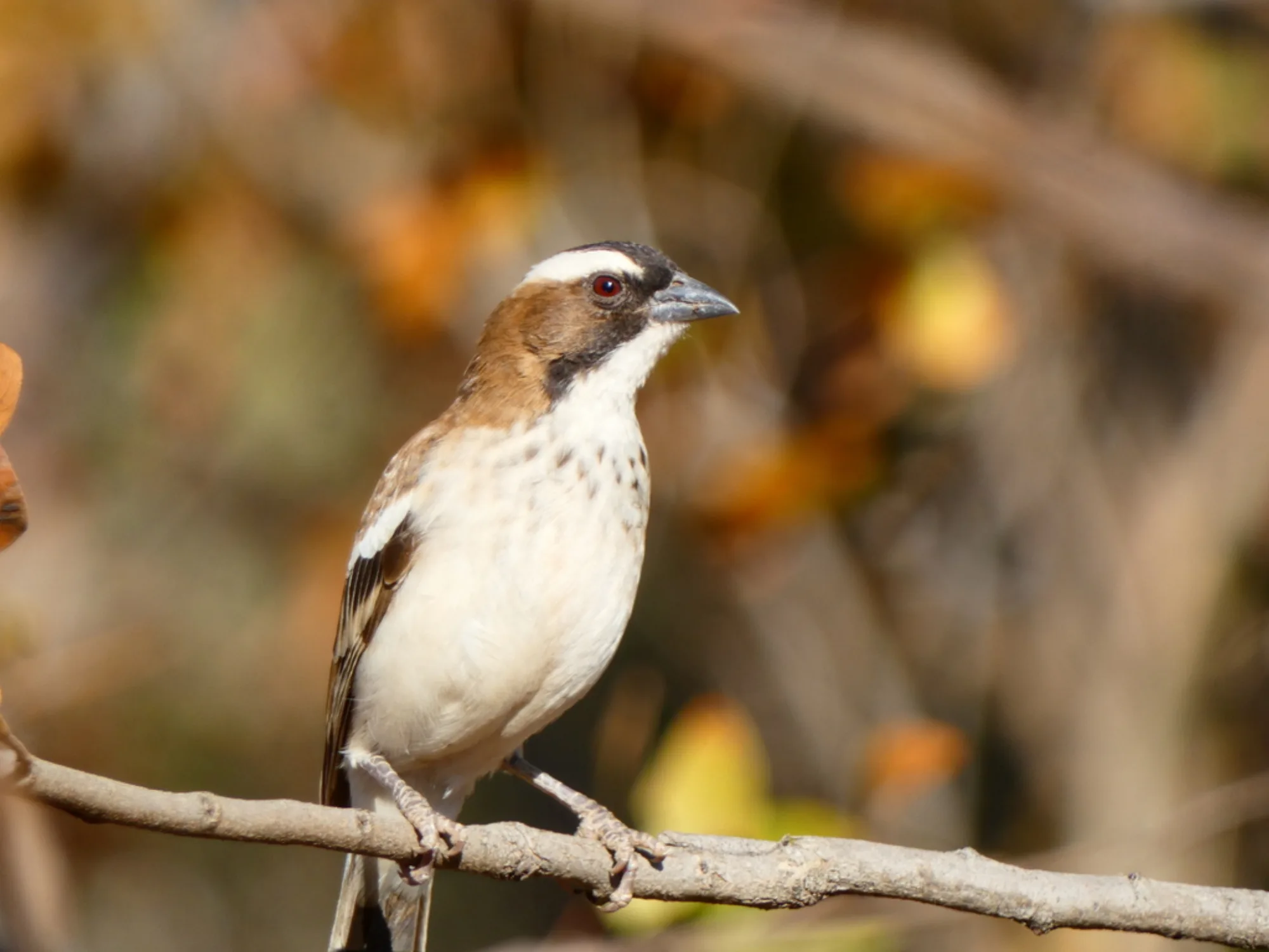 White-browed Sparrow-Weaver