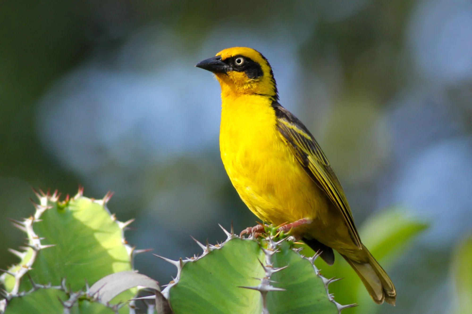 Baglafecht Weaver