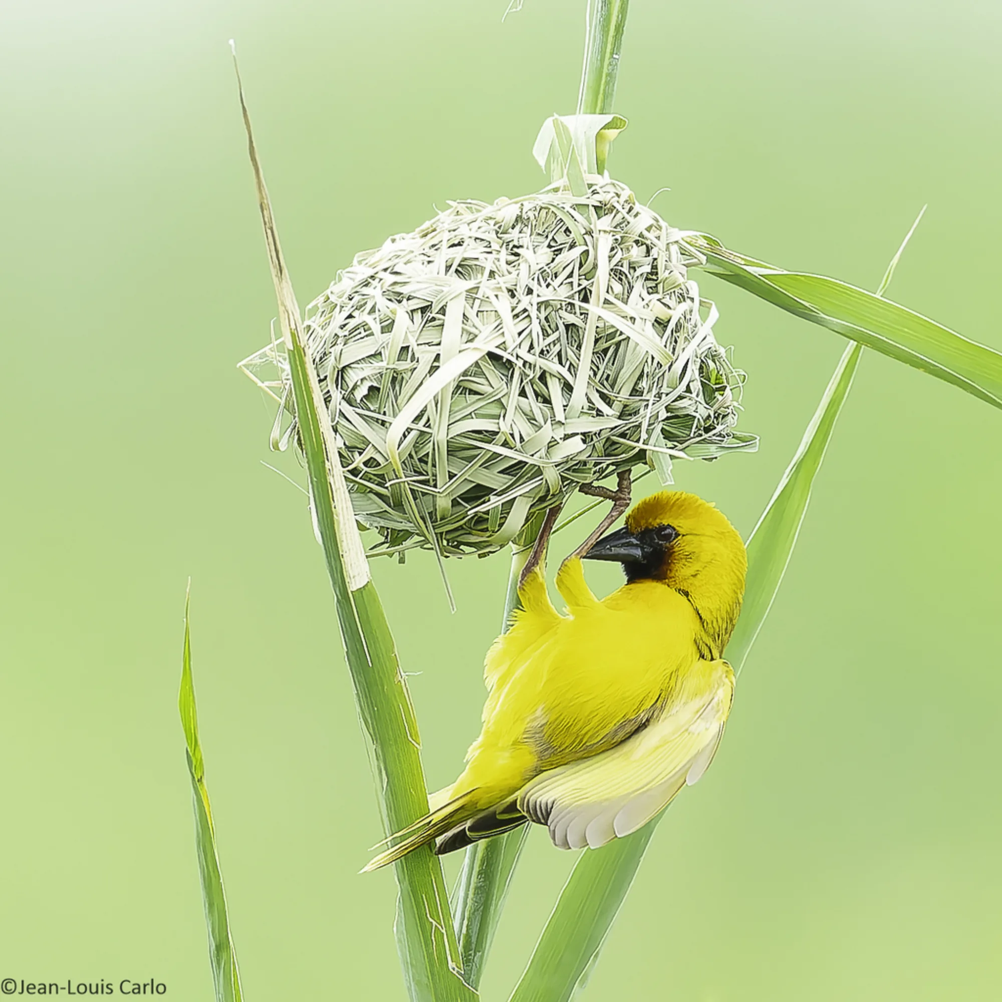 Kilombero Weaver
