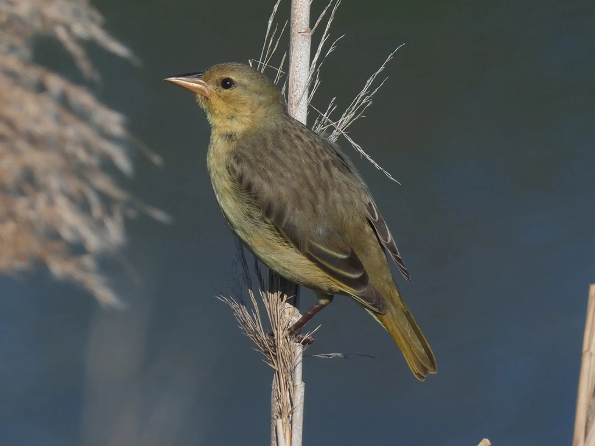 Cape Weaver