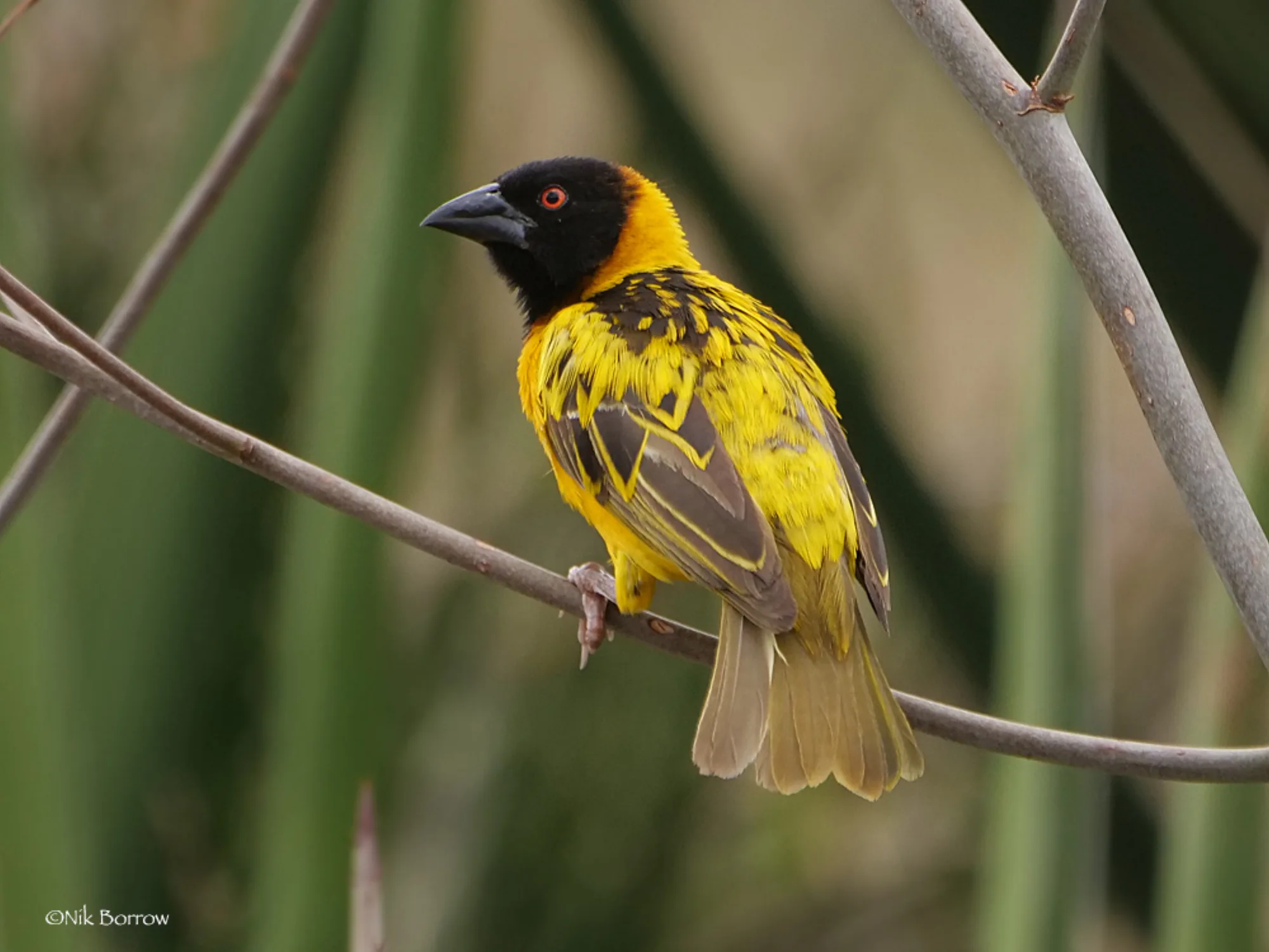 Village Weaver
