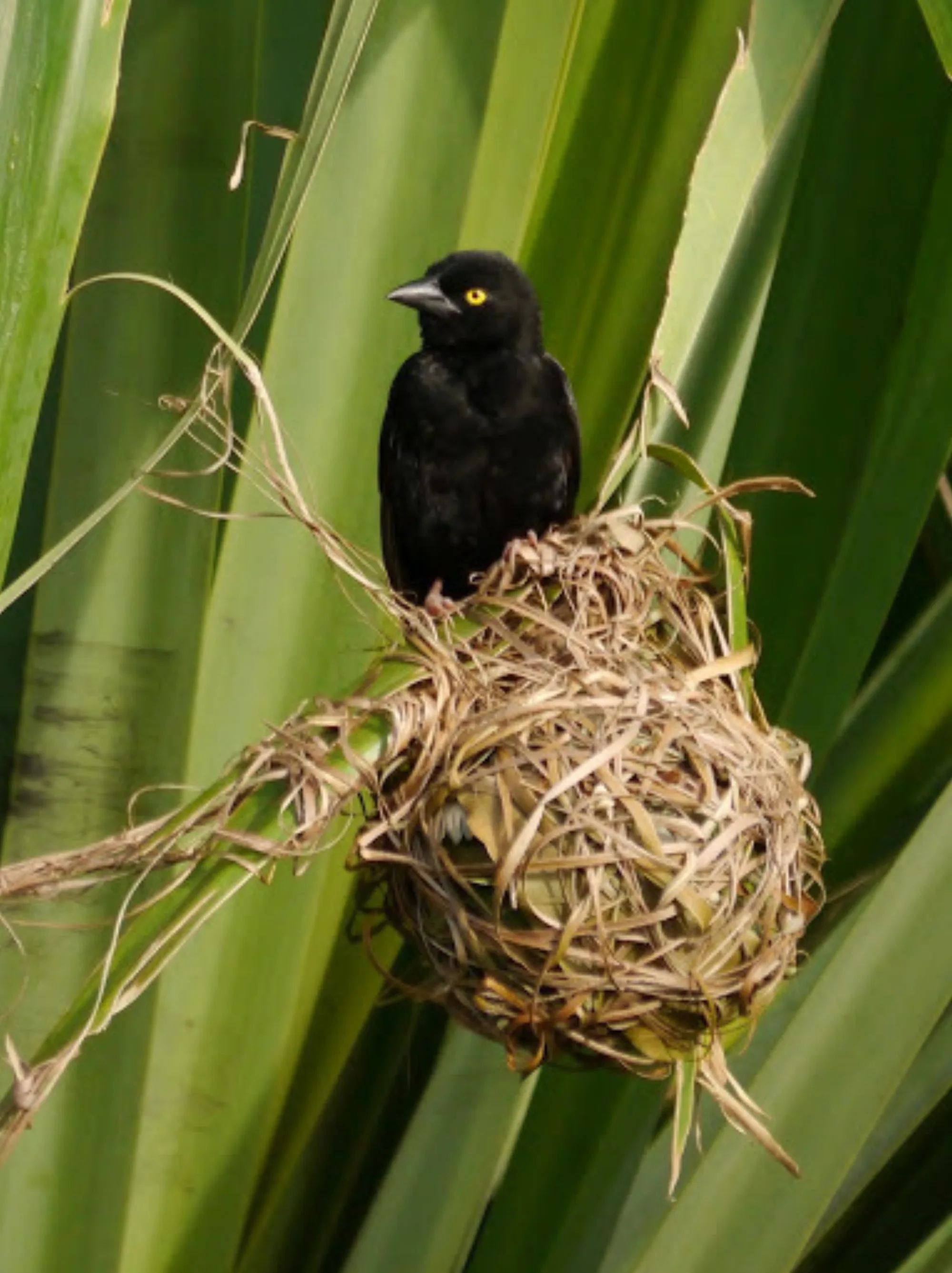 Vieillot's Black Weaver