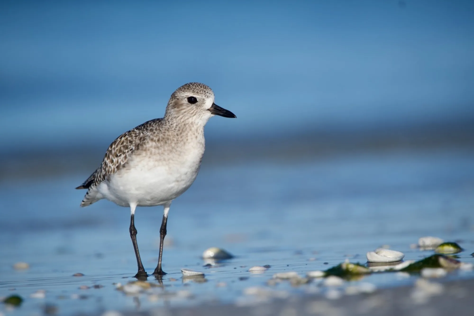 Grey Plover