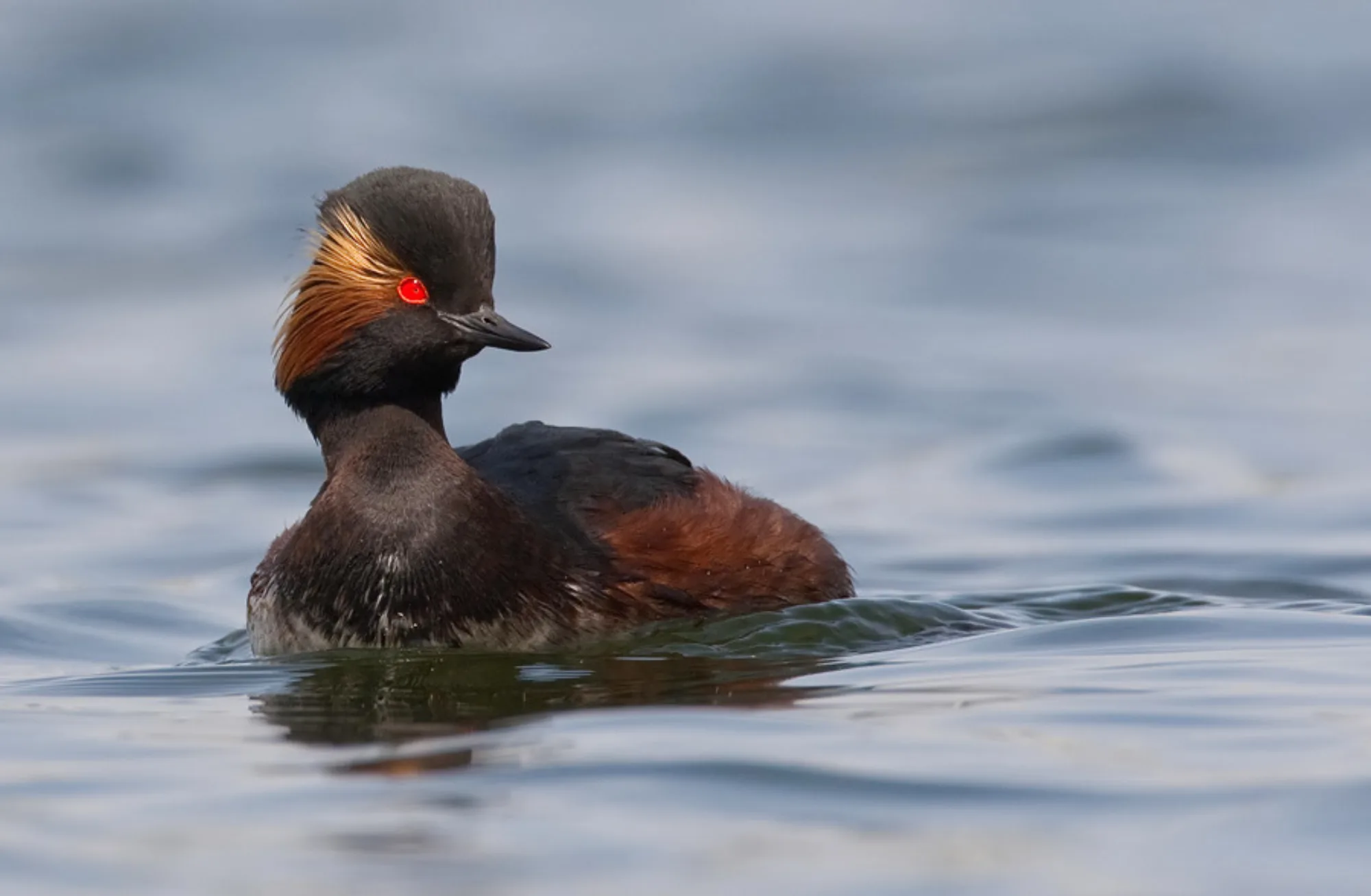 Black-necked Grebe