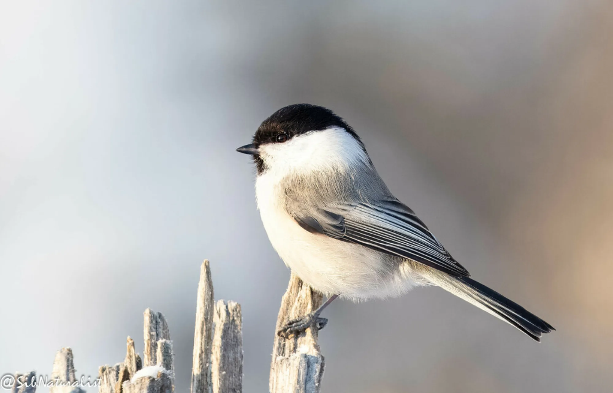 Willow Tit