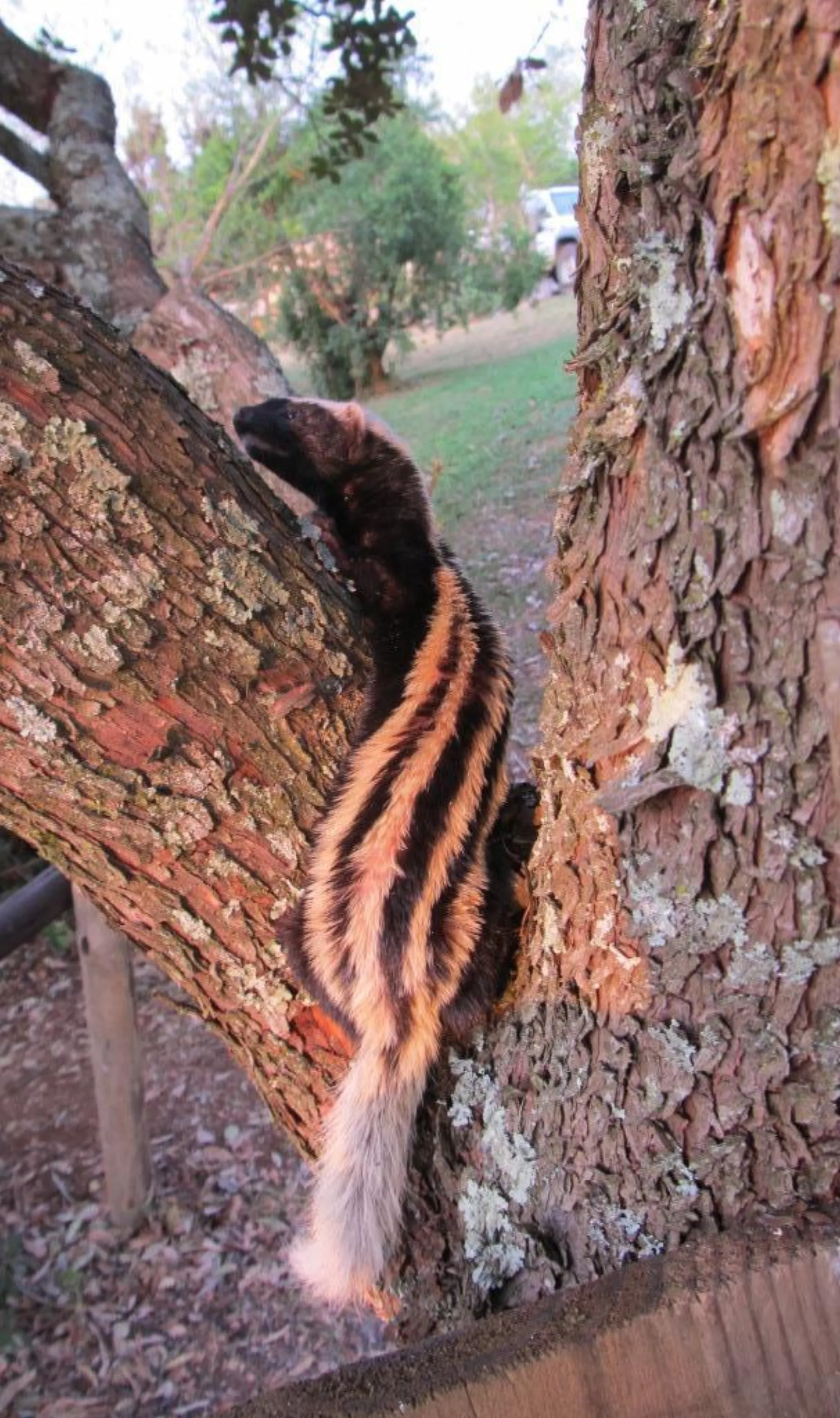 African Striped Weasel