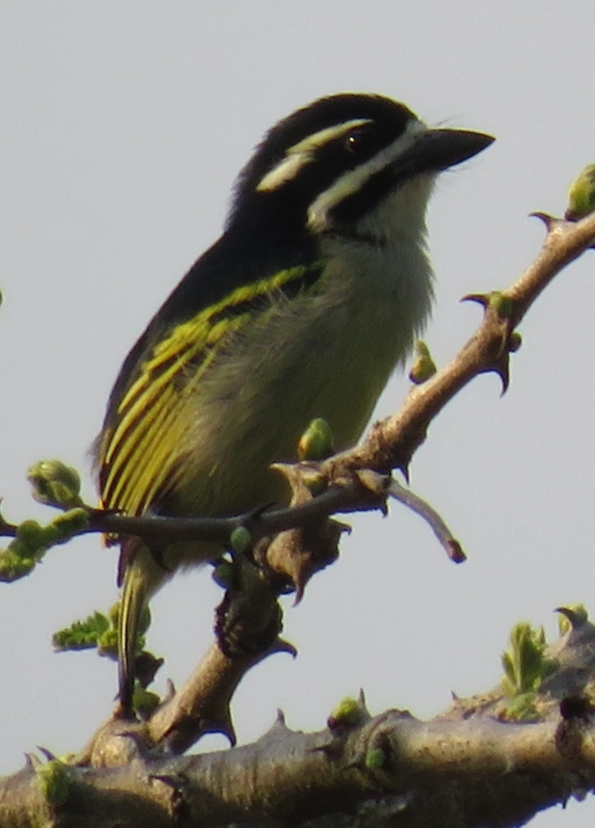 Yellow-rumped Tinkerbird