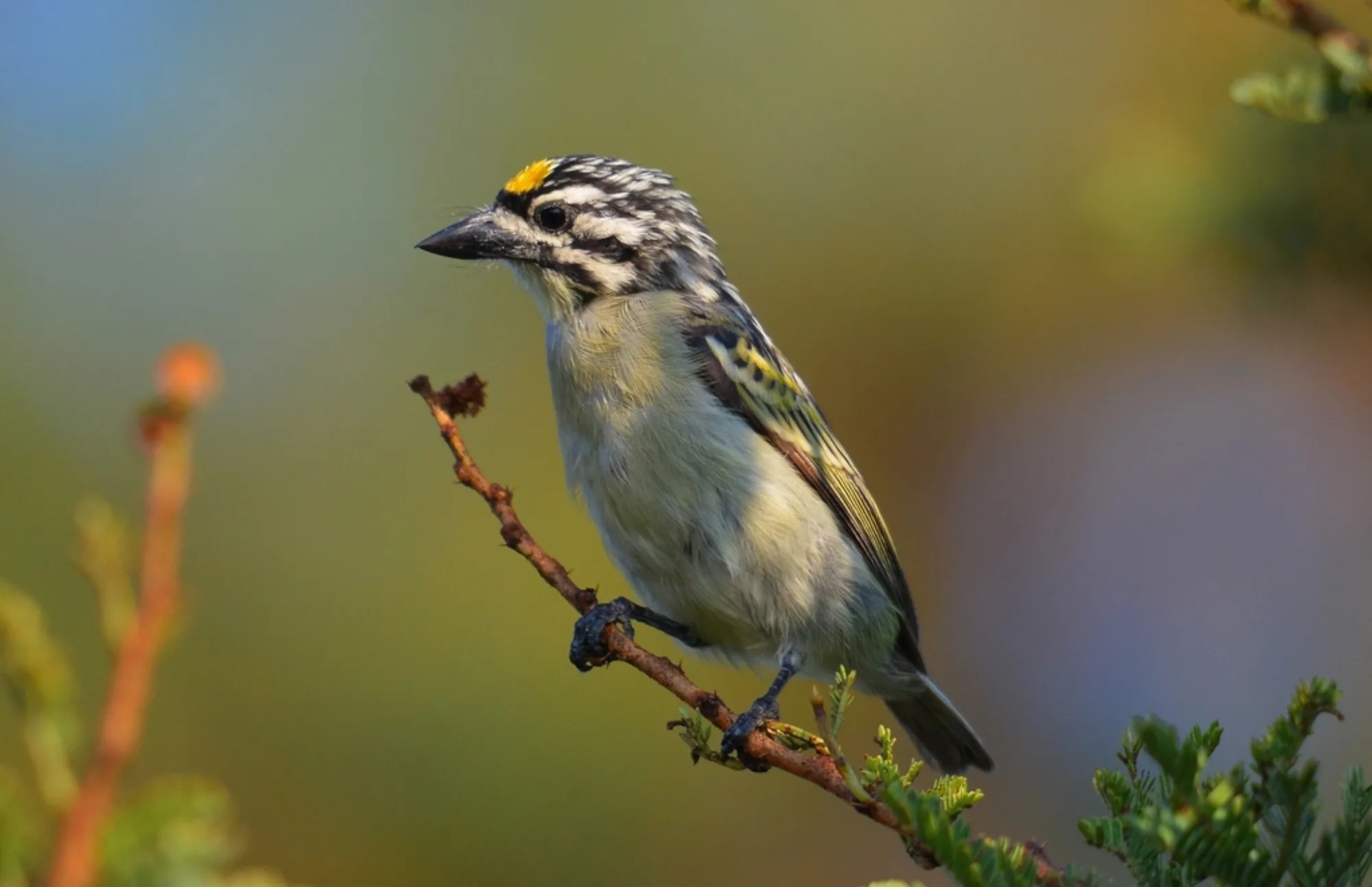 Yellow-fronted Tinkerbird