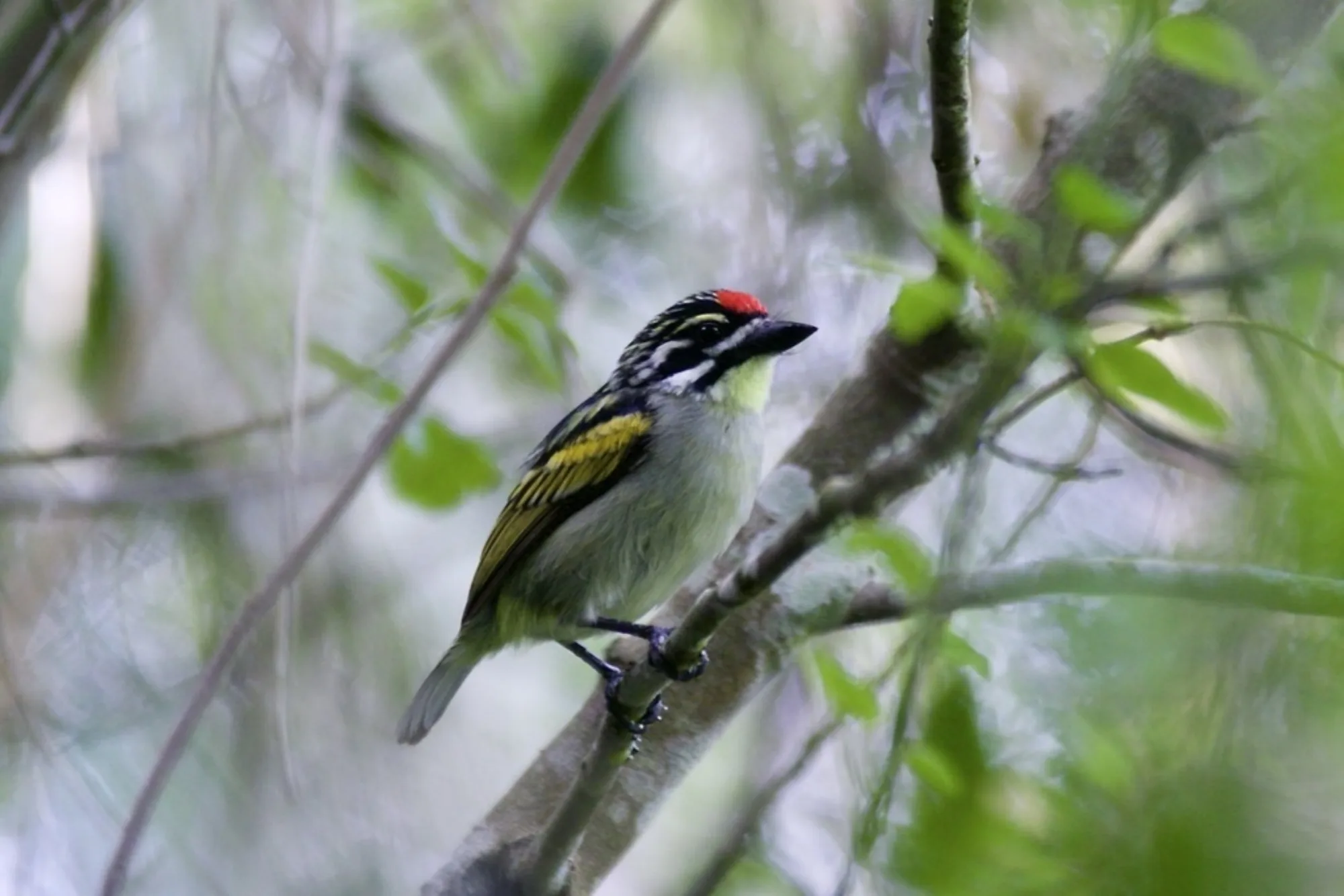 Red-fronted Tinkerbird