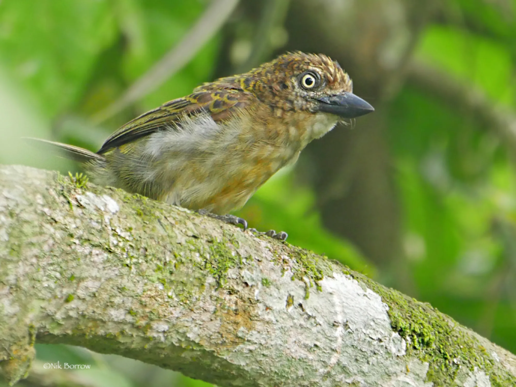 Speckled Tinkerbird