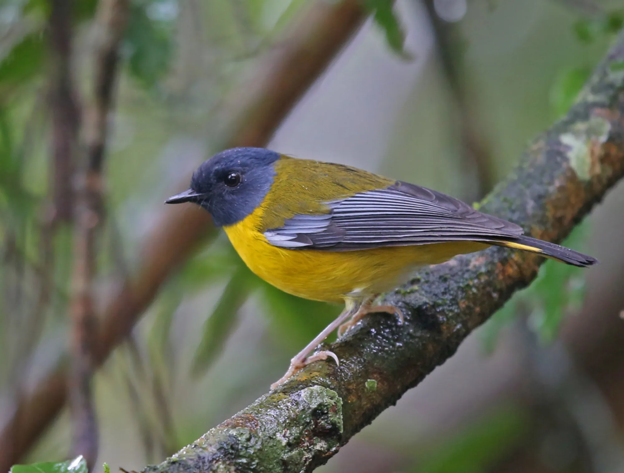 White-starred Robin