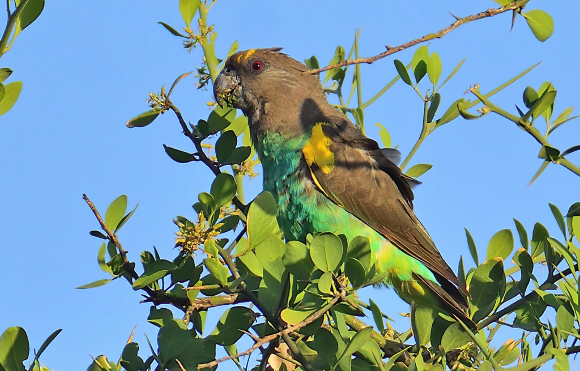 Meyer's Parrot