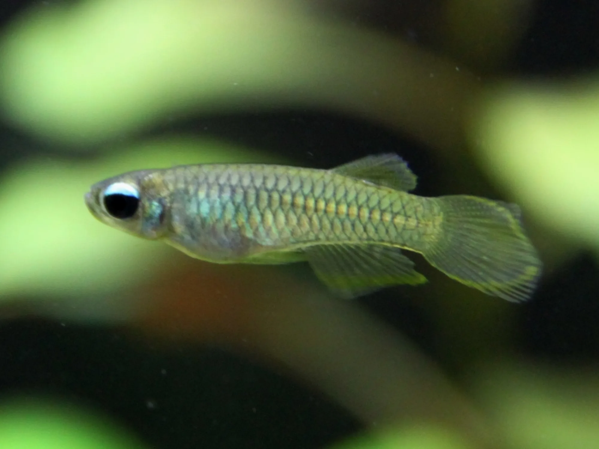 Norman's Lampeye
