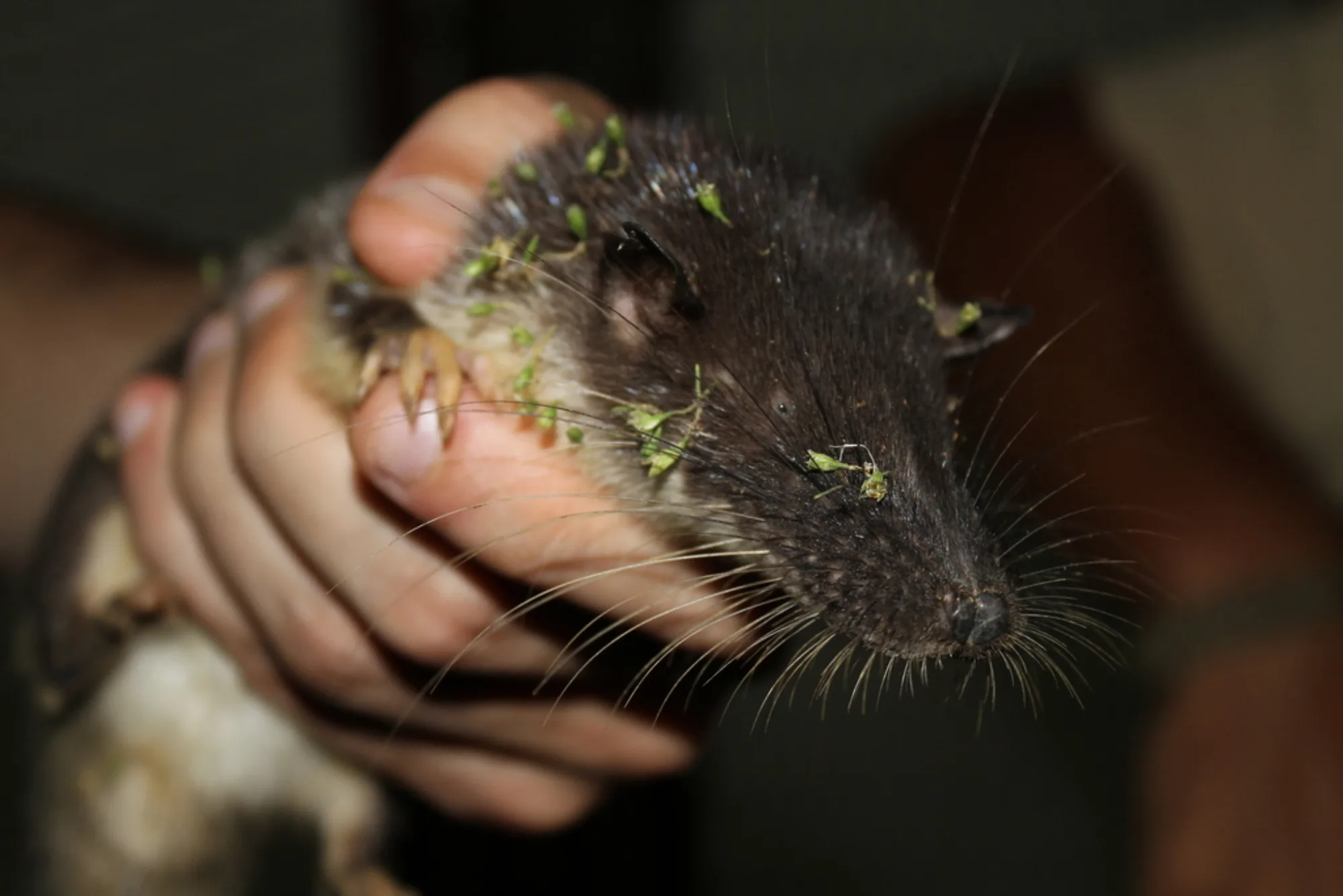 Giant Otter Shrew