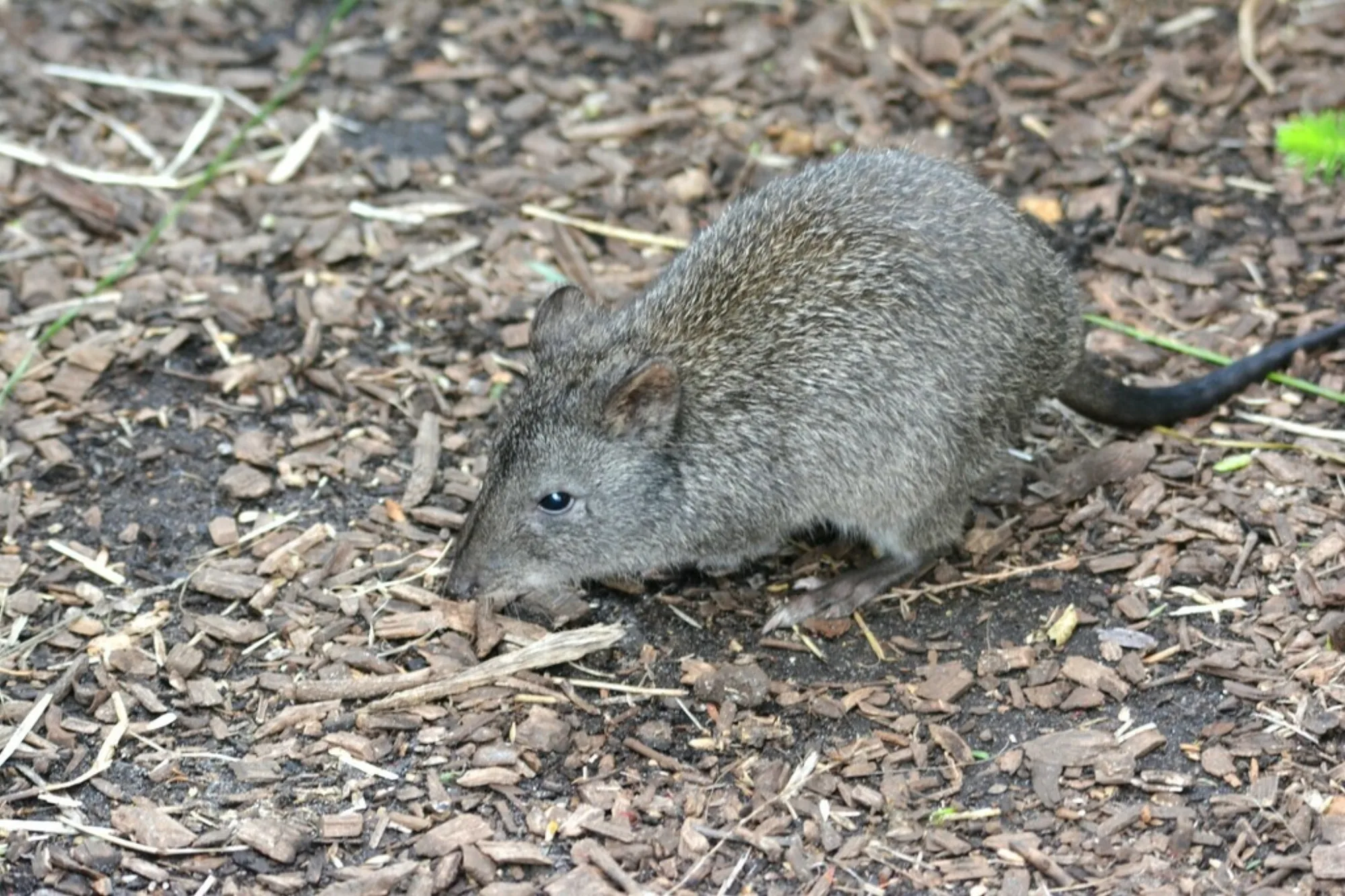 Gilbert's Potoroo