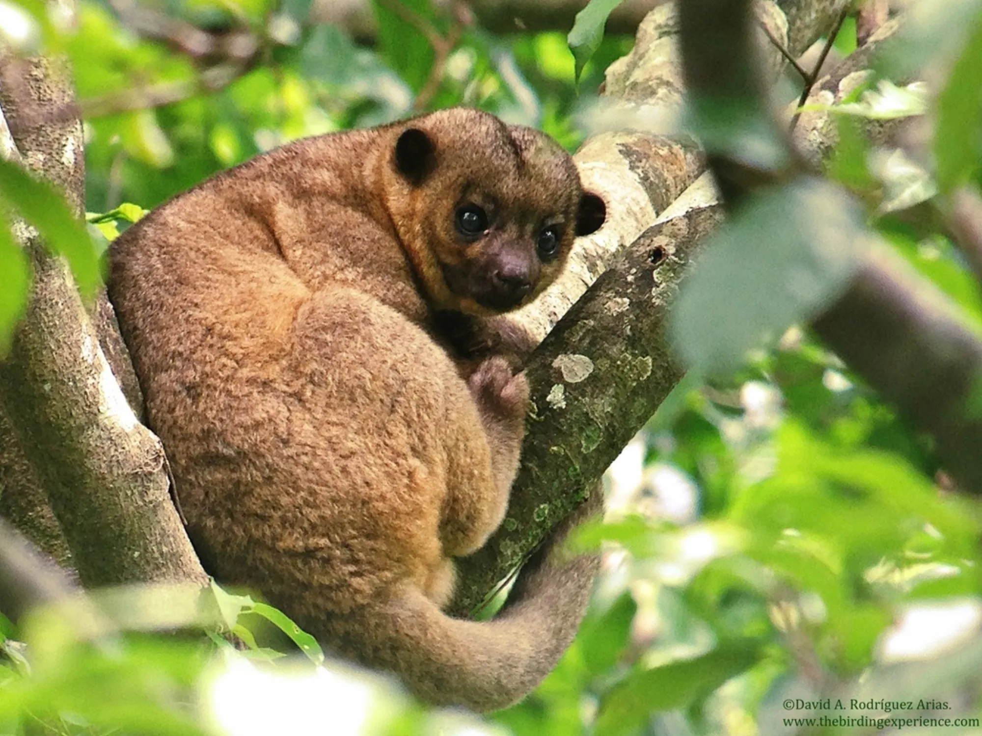 Kinkajou