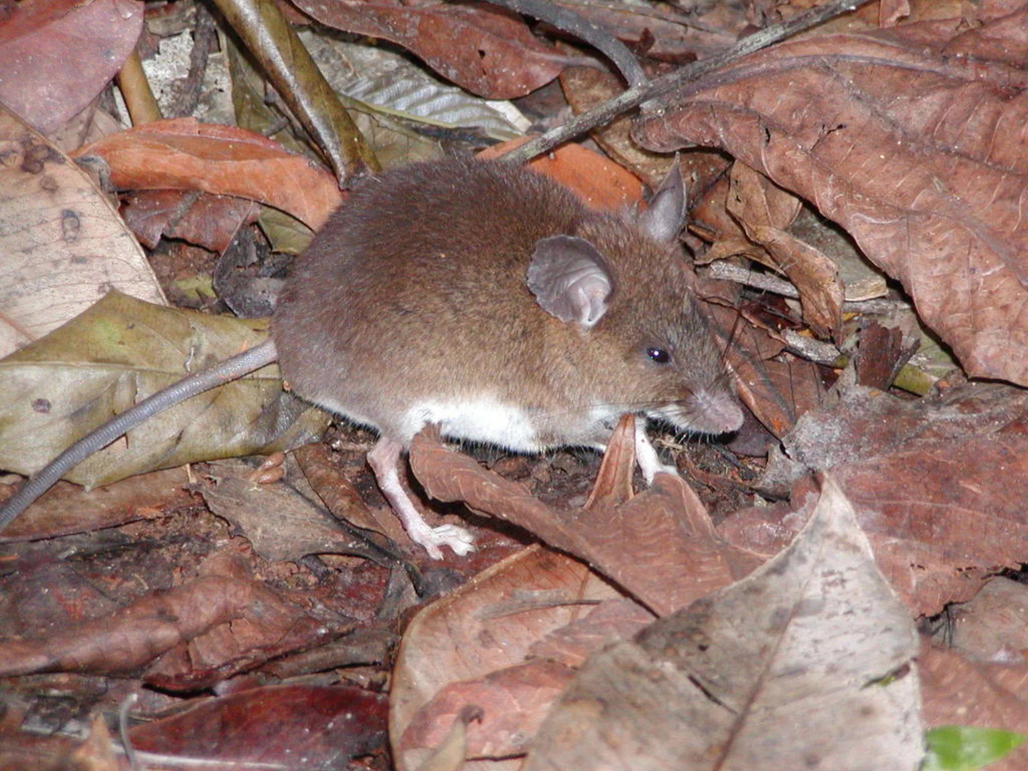 East African Praomys