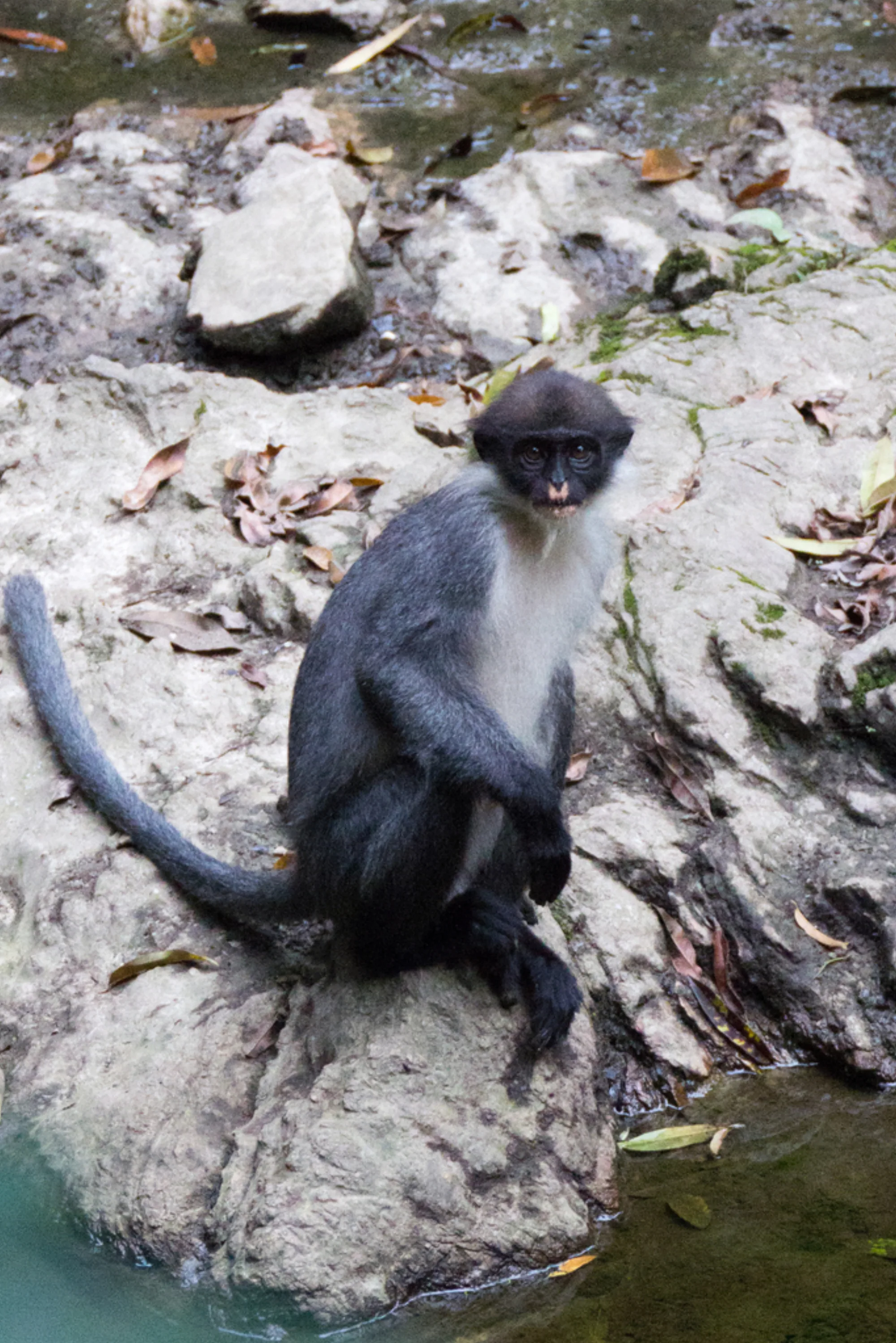 Miller's Langur
