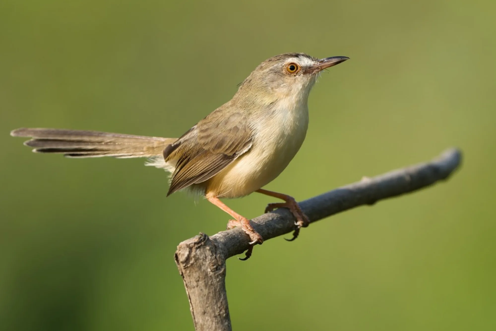 Plain Prinia
