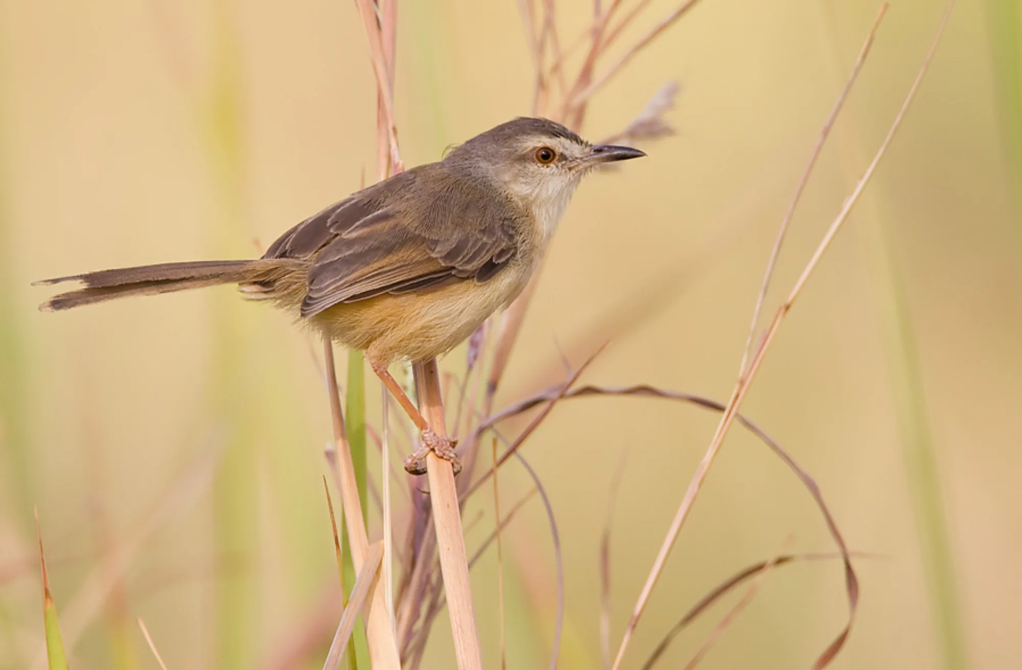 Tawny-flanked Prinia