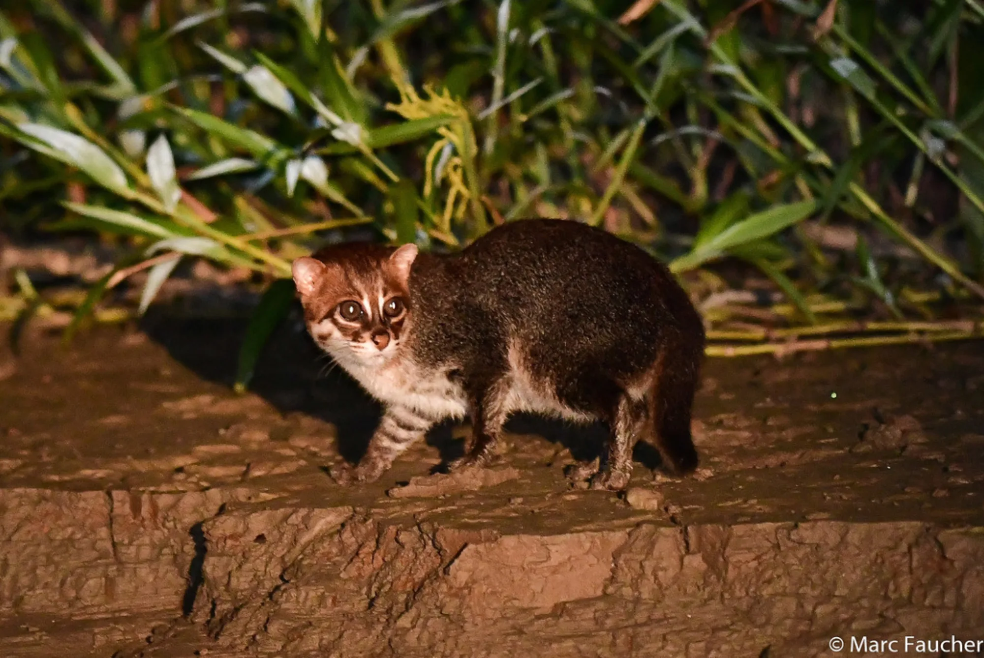Flat-headed Cat