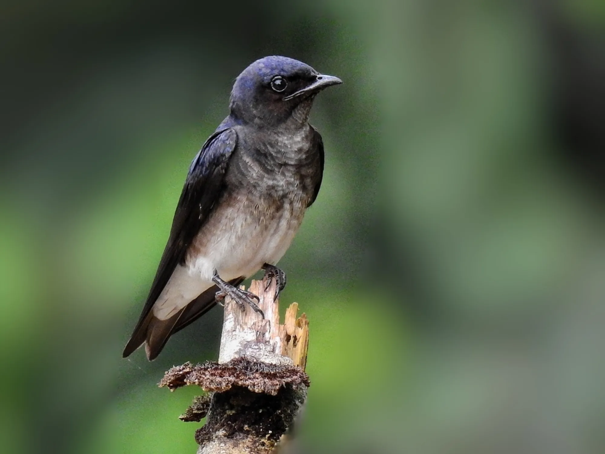 Grey-breasted Martin