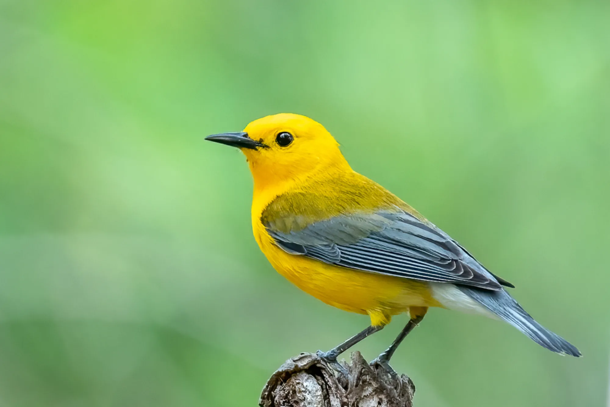 Prothonotary Warbler
