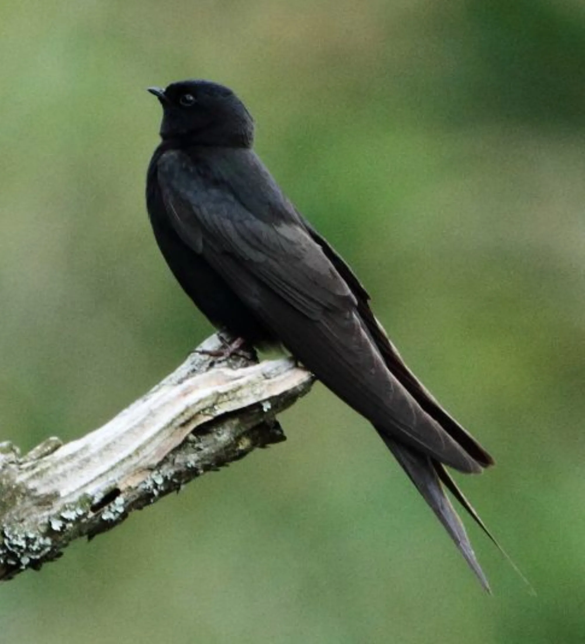 Black Saw-wing