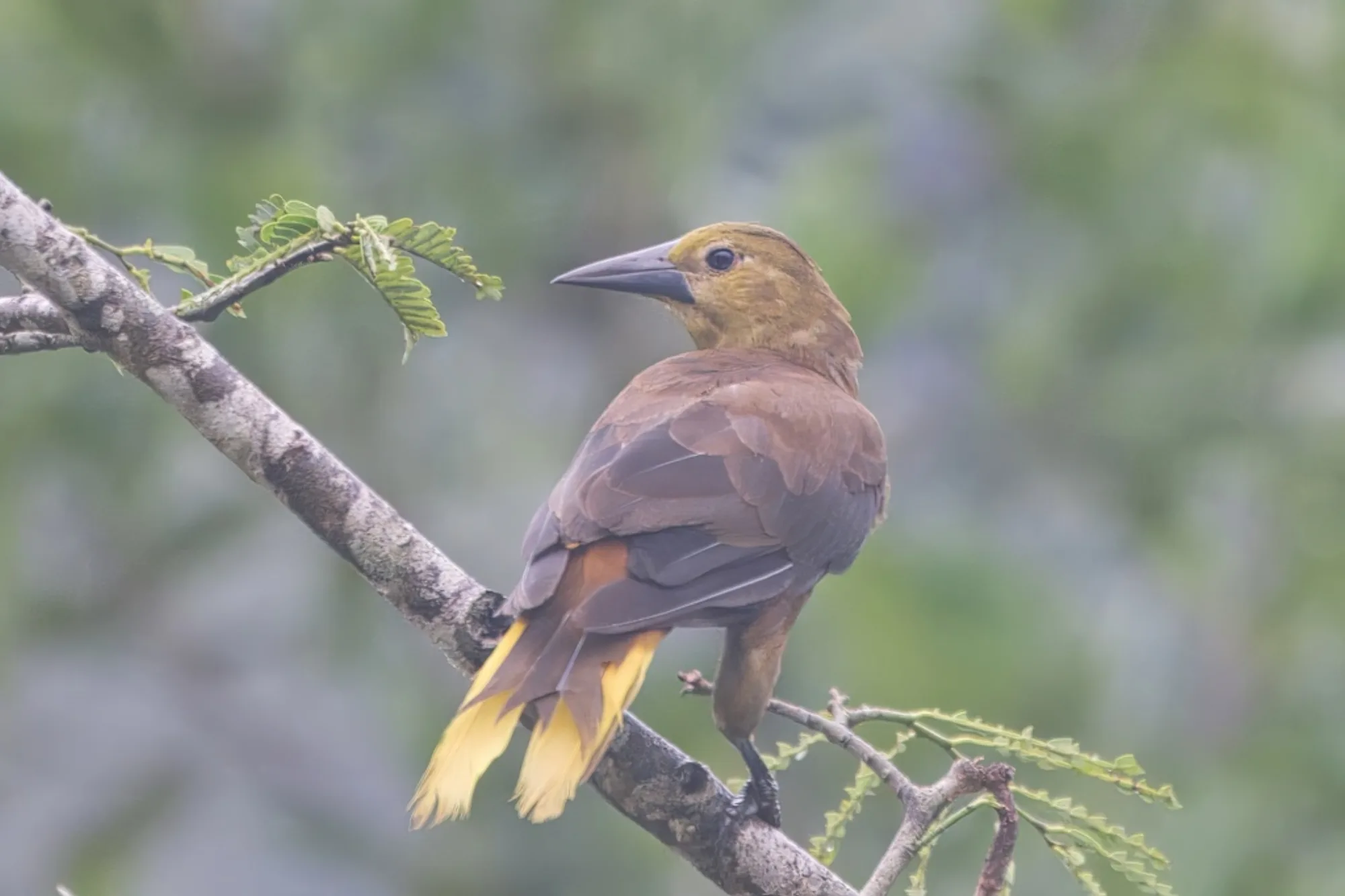 Russet-backed Oropendola