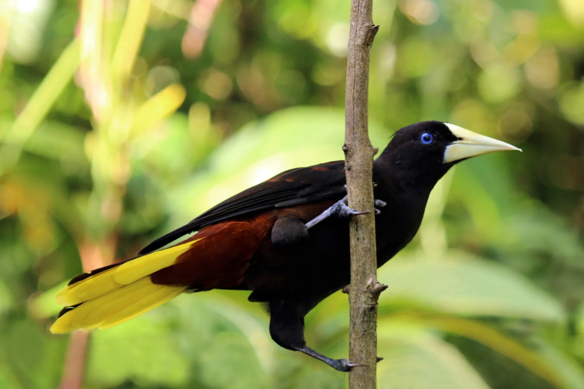 Crested Oropendola