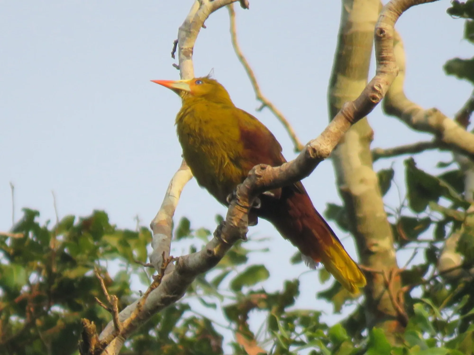 Green Oropendola